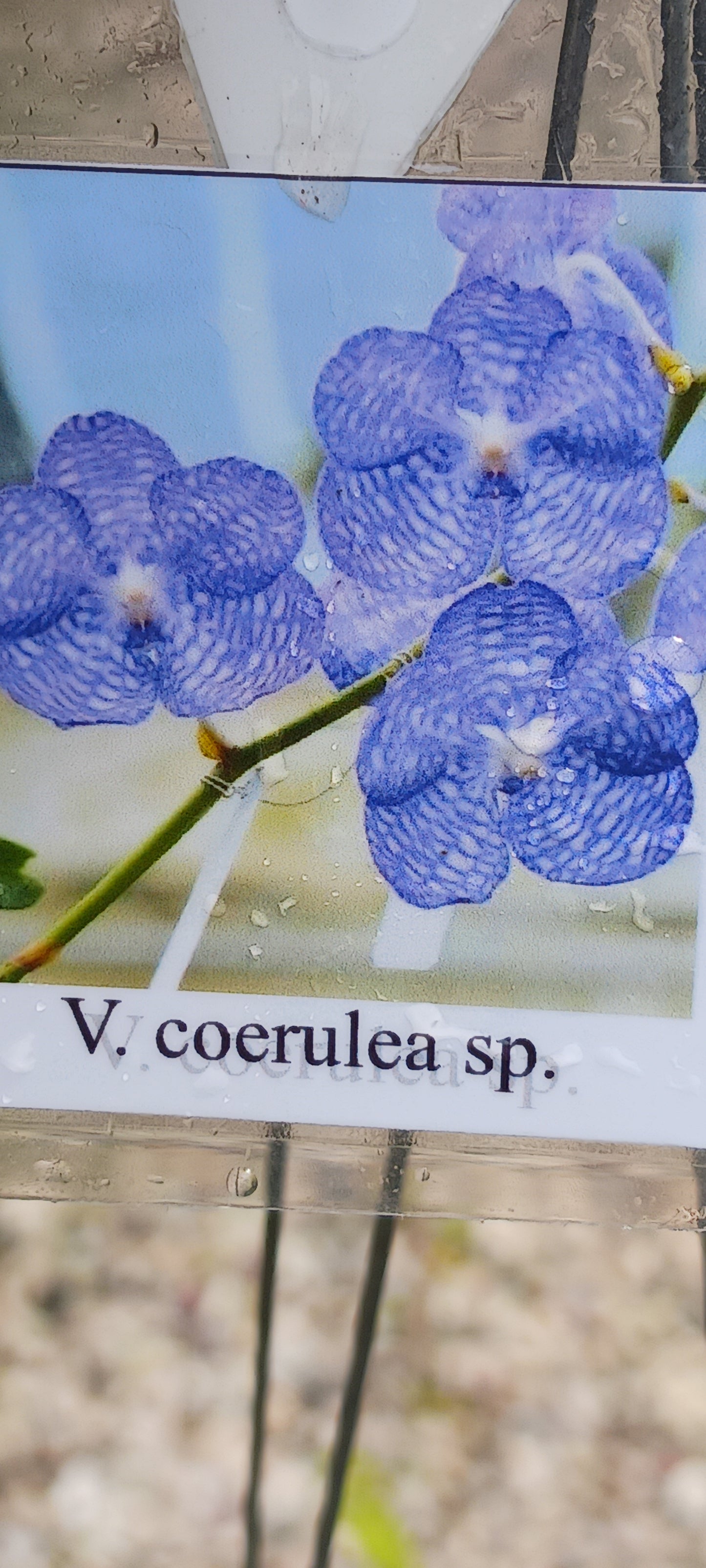 Vanda coerulea Blue Form