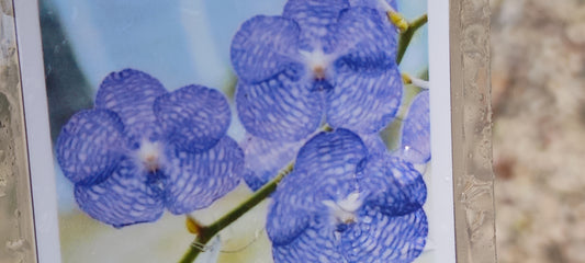 Vanda coerulea Blue Form