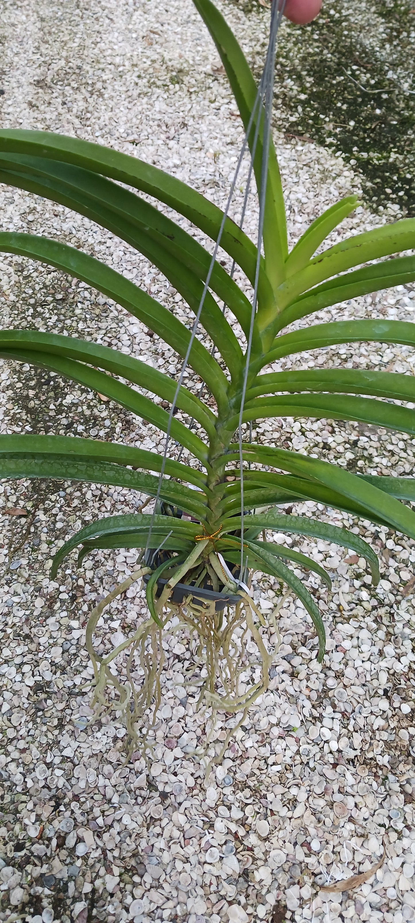 Vanda Pda  Cindy Banks