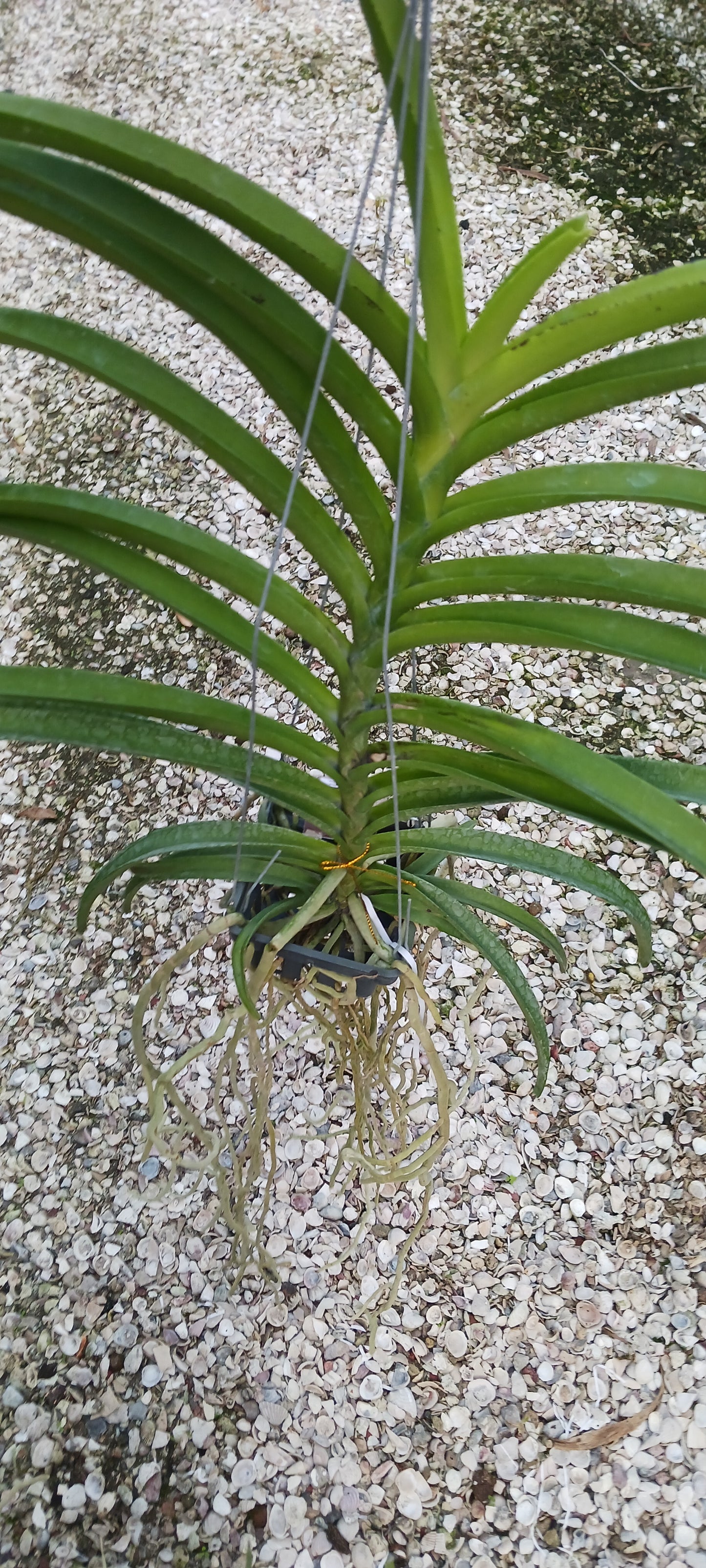 Vanda Pon Washinton 701