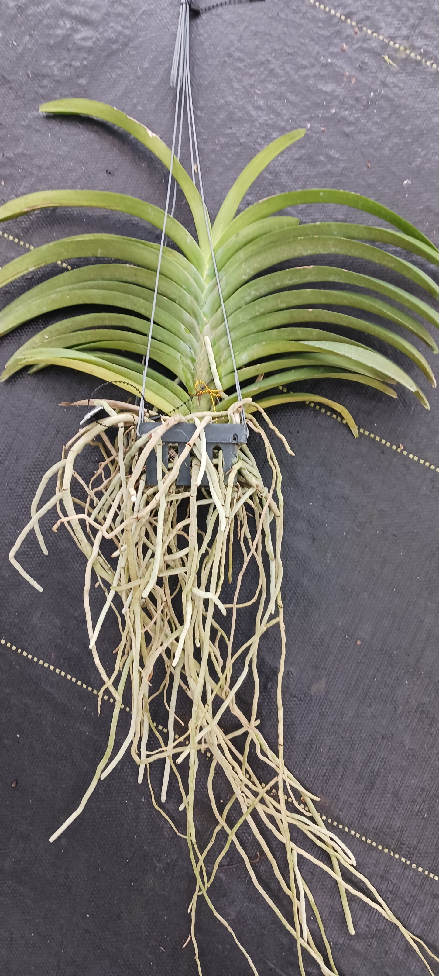 Orchid Vanda Viboon Yellow