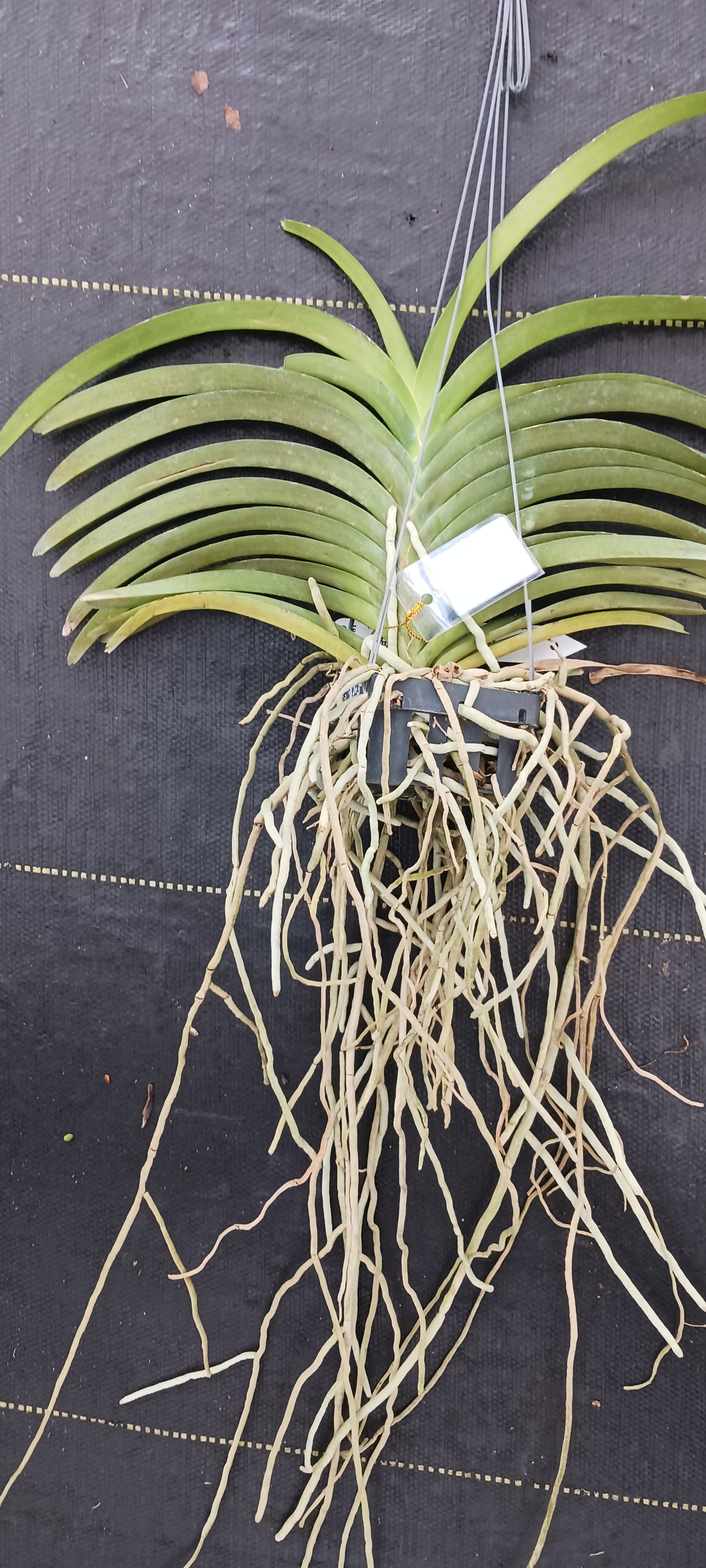 Orchid Vanda Viboon Yellow