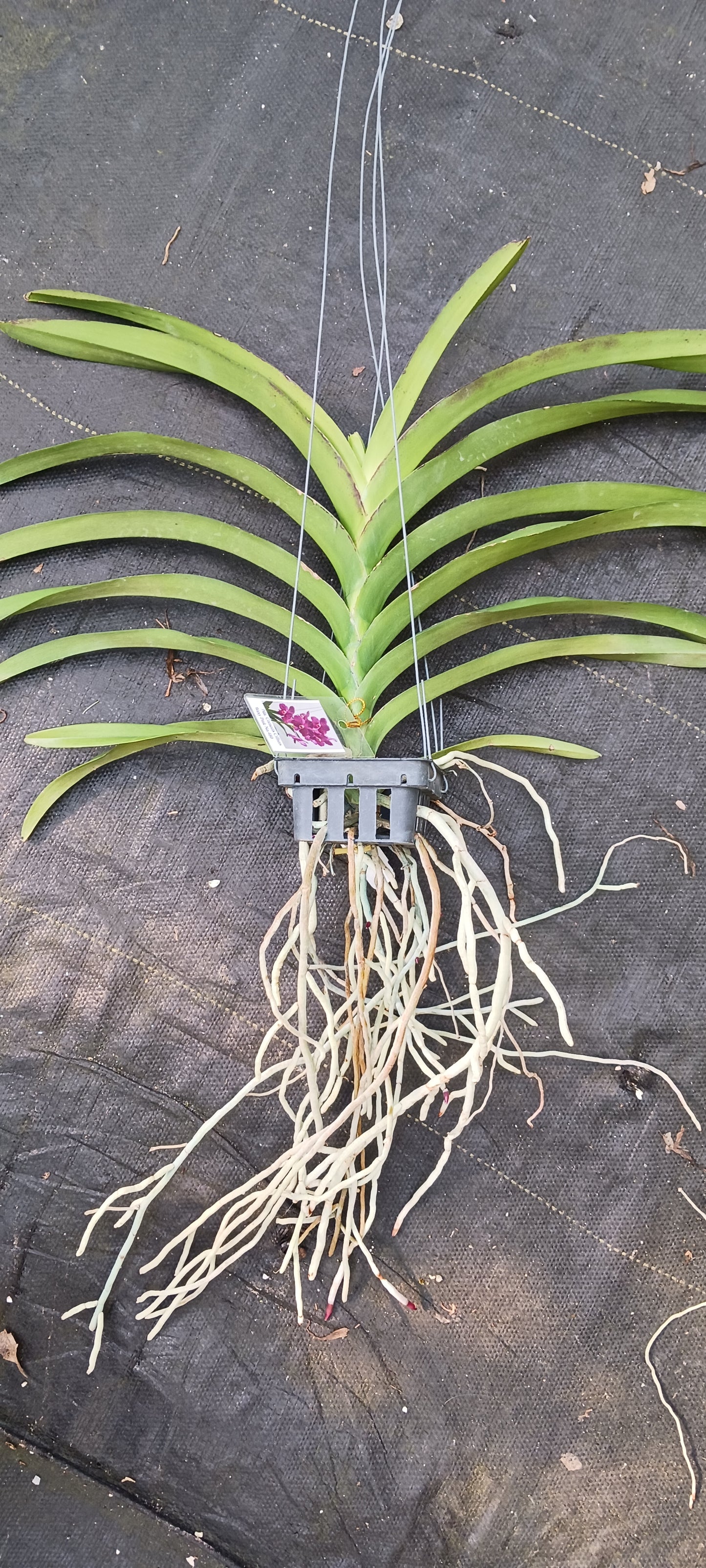 Orchid Vanda Pda Corneels Chilliers Waxy Pink No 480 Mad Happenings Hanging Plant