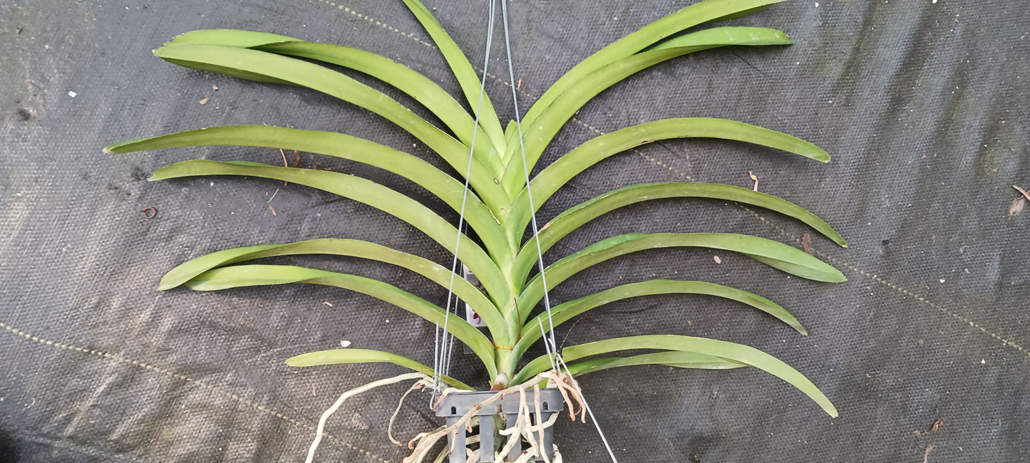 Orchid Vanda Pda Corneels Chilliers Waxy Pink No 480 Mad Happenings Hanging Plant