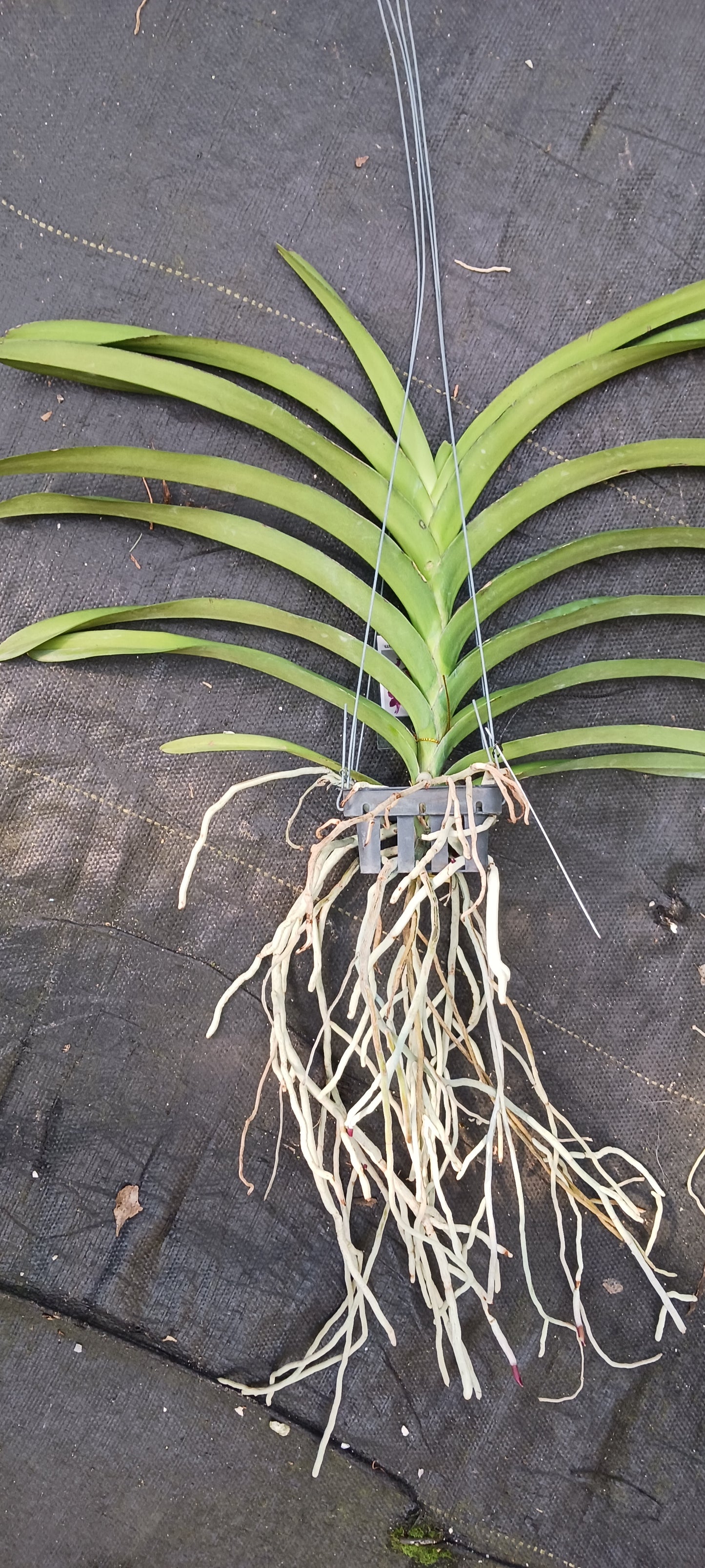 Orchid Vanda Pda Corneels Chilliers Waxy Pink No 480 Mad Happenings Hanging Plant