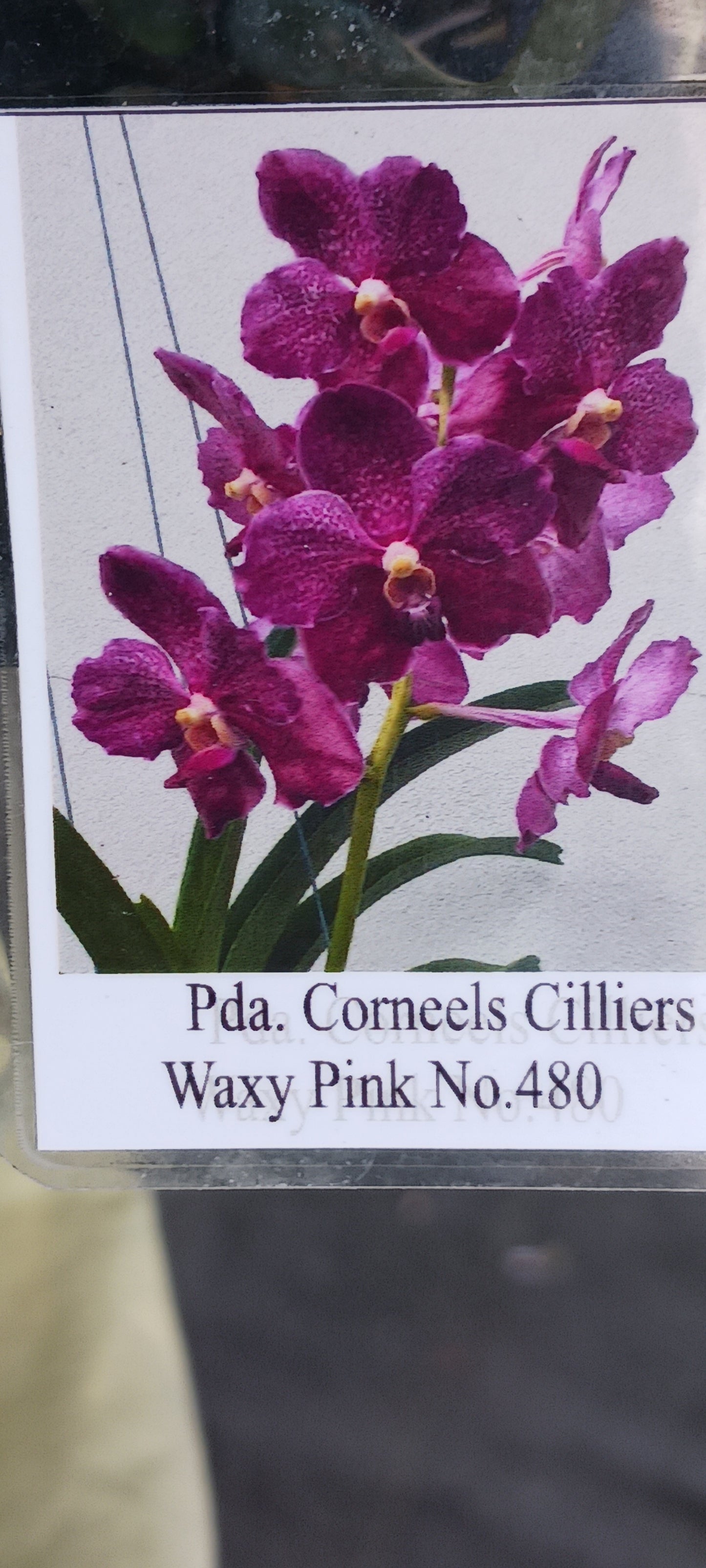 Orchid Vanda Pda Corneels Chilliers Waxy Pink No 480 Mad Happenings Hanging Plant