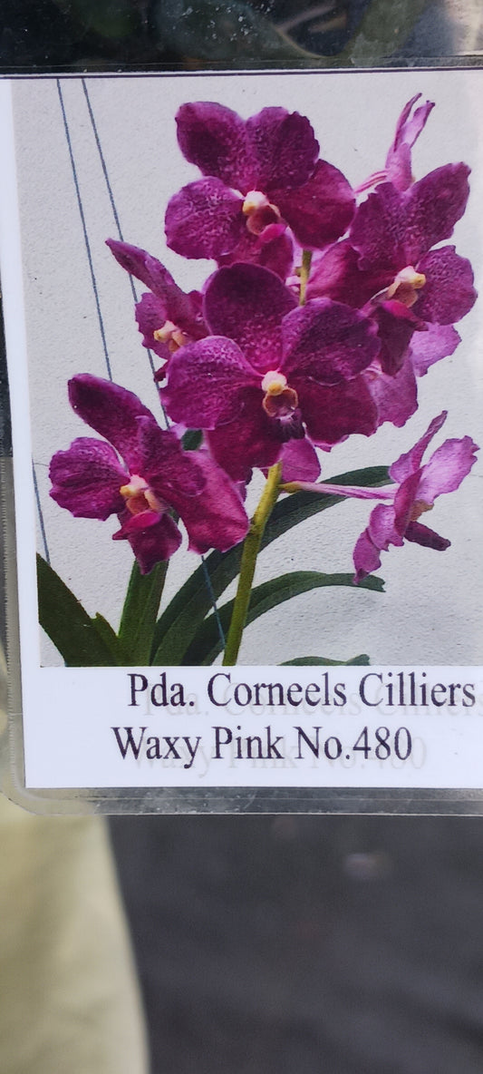 Orchid Vanda Pda Corneels Chilliers Waxy Pink No 480 Mad Happenings Hanging Plant