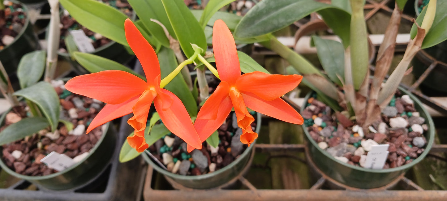 Orchids at Wholesale Price 4, 10, 15, 25 count pack Various Cattleya Alliance in 4 inch pot