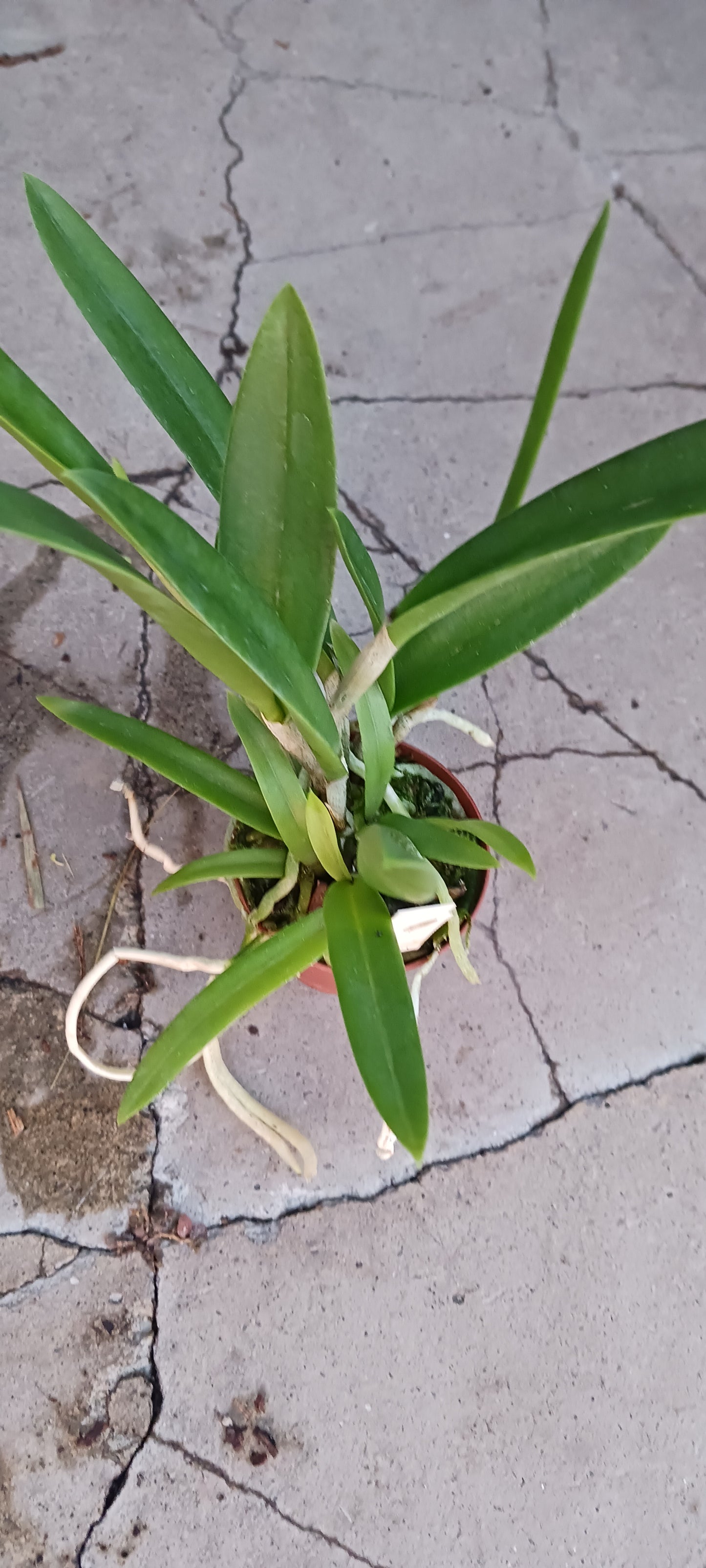 Orchid Cattleya Bsn Maikai x Gur Bowringiana x B nodosa Mad Happenings Tropical Plant 4" pot