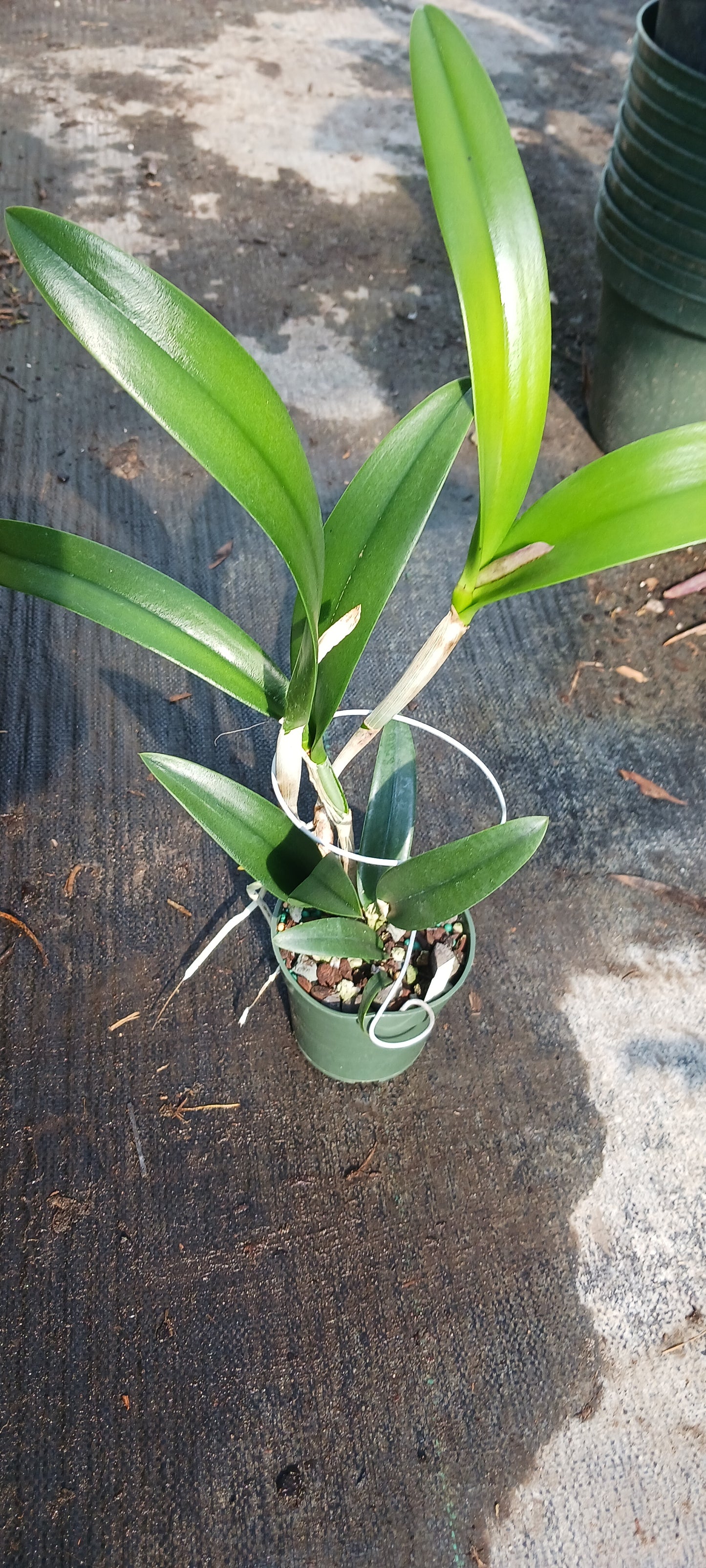 Orchid Cattleya Rcv Jimminey Cricket x C Landate 4 inch pots