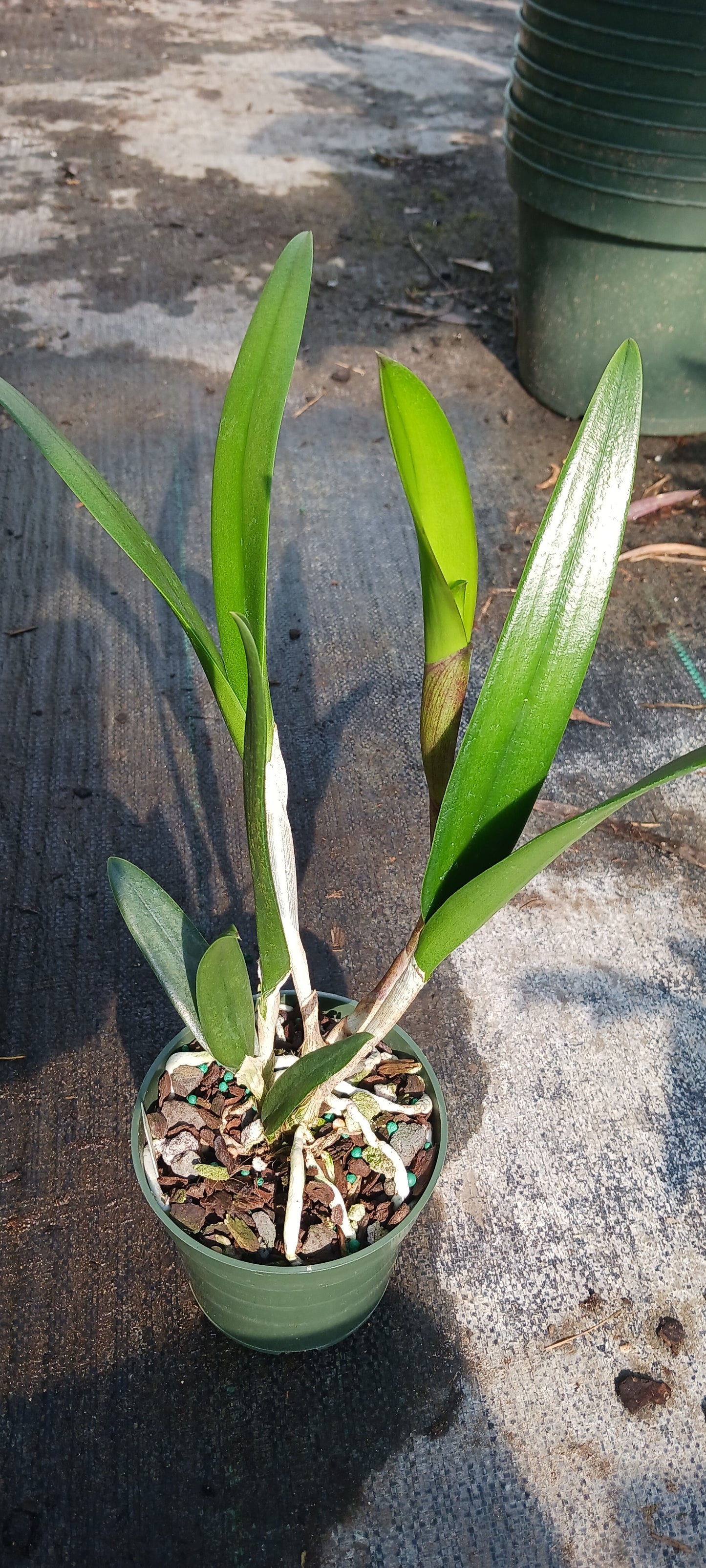 Orchid Cattleya Rcv Jimminey Cricket x C Landate 4 inch pots