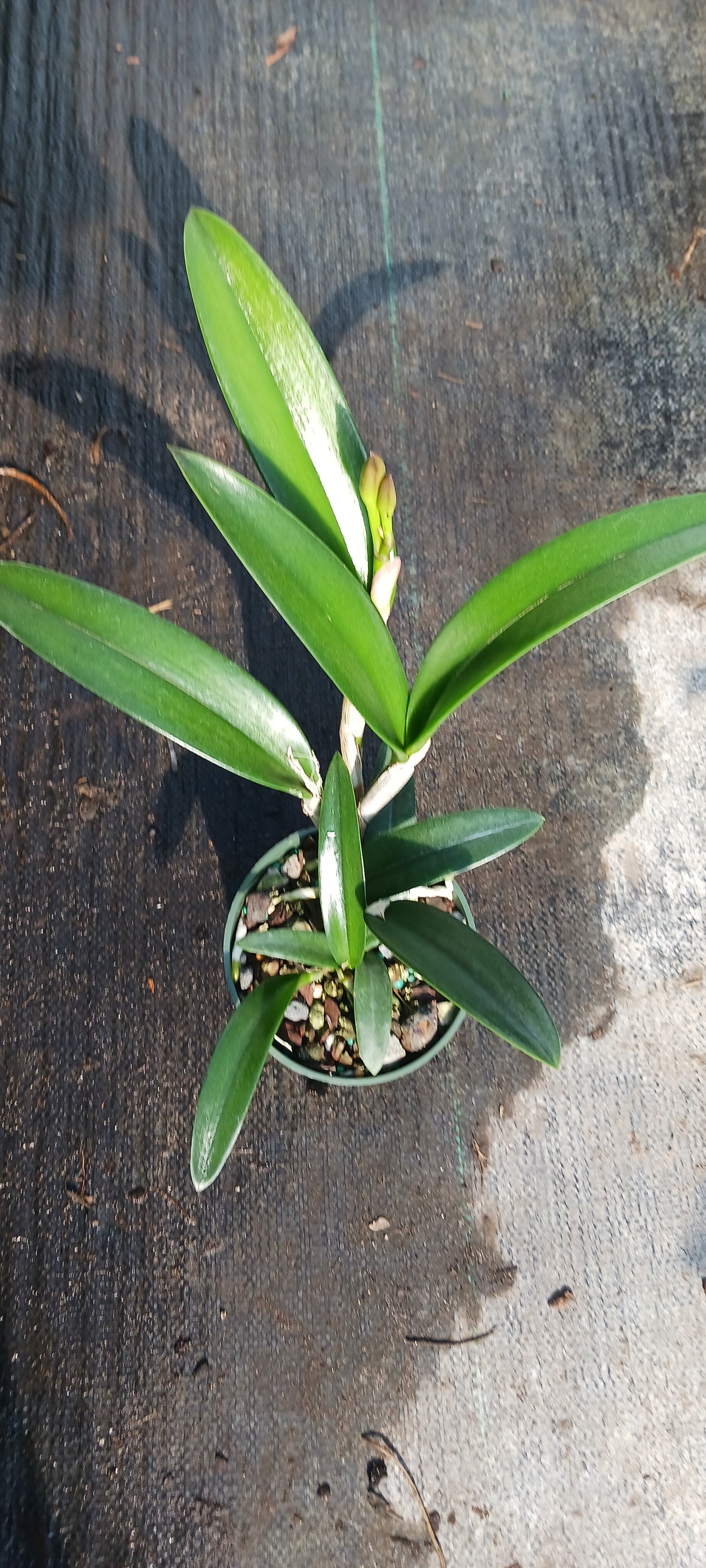 Orchid Cattleya Rcv Jimminey Cricket x C Landate 4 inch pots