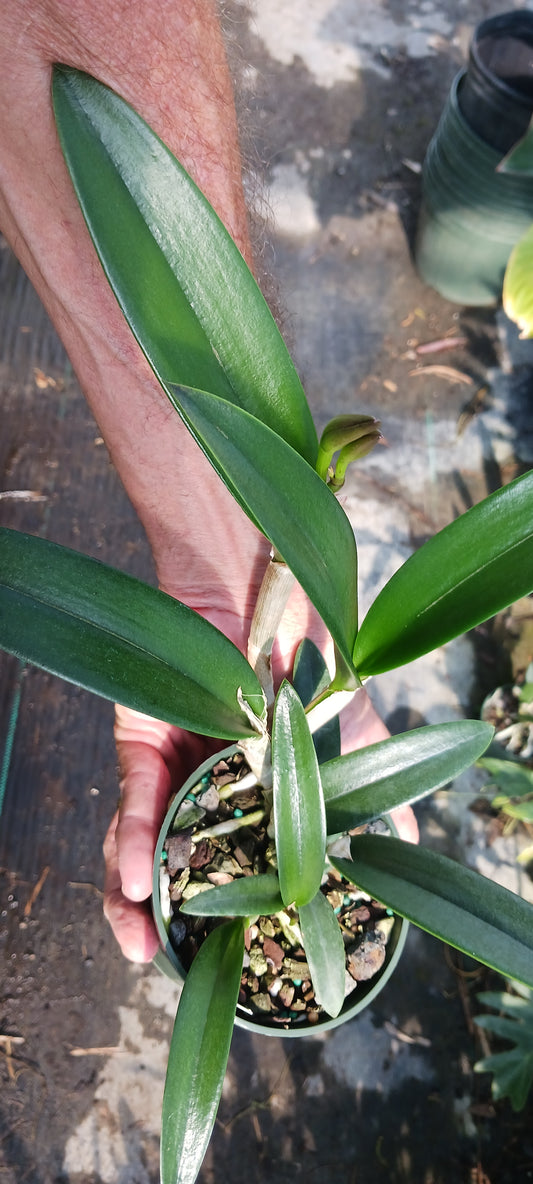 Orchid Cattleya Rcv Jimminey Cricket x C Landate 4 inch pots