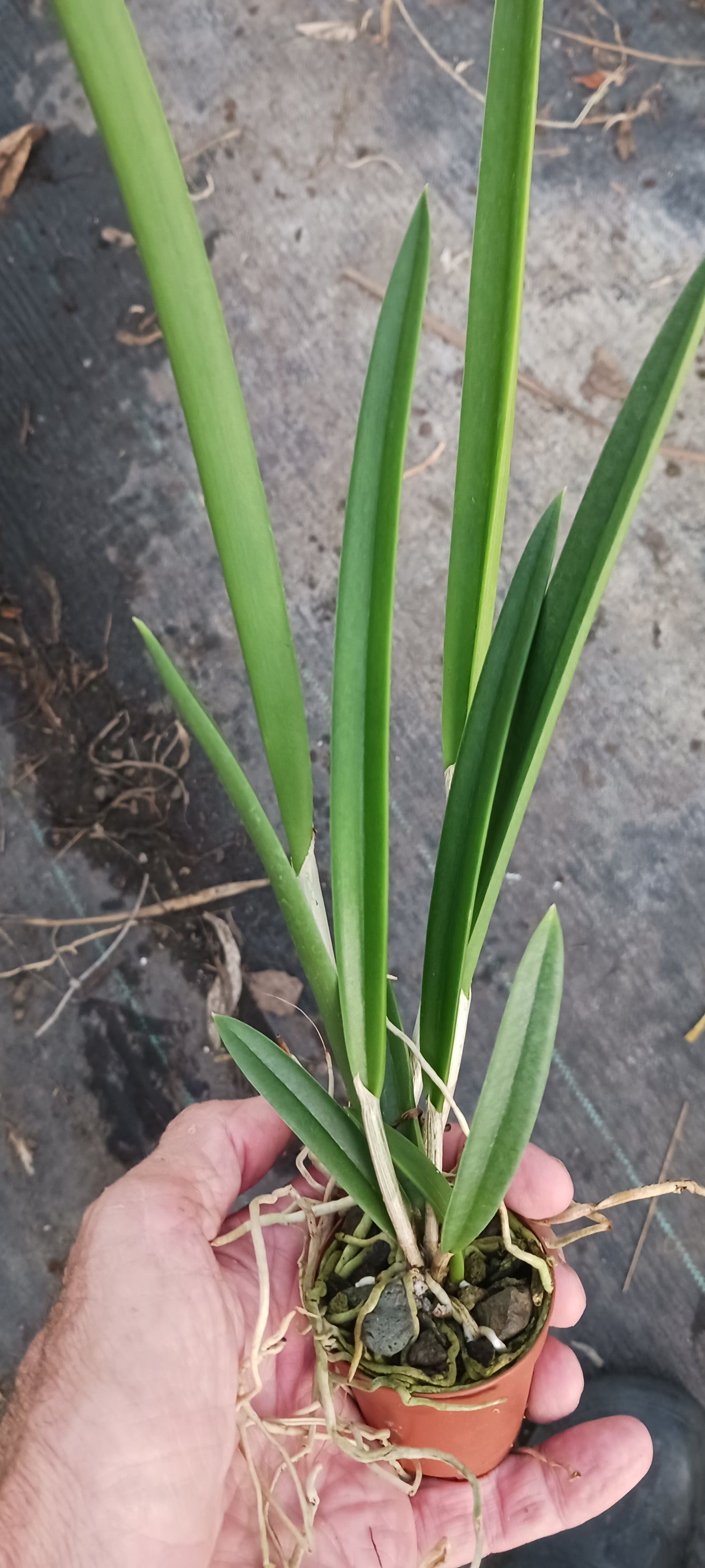 Free Orchid with Merchandise Purchase Cattleya L cinnabariana x angereri x B nodosa Mad Happenings Tropical Plant (Copy)