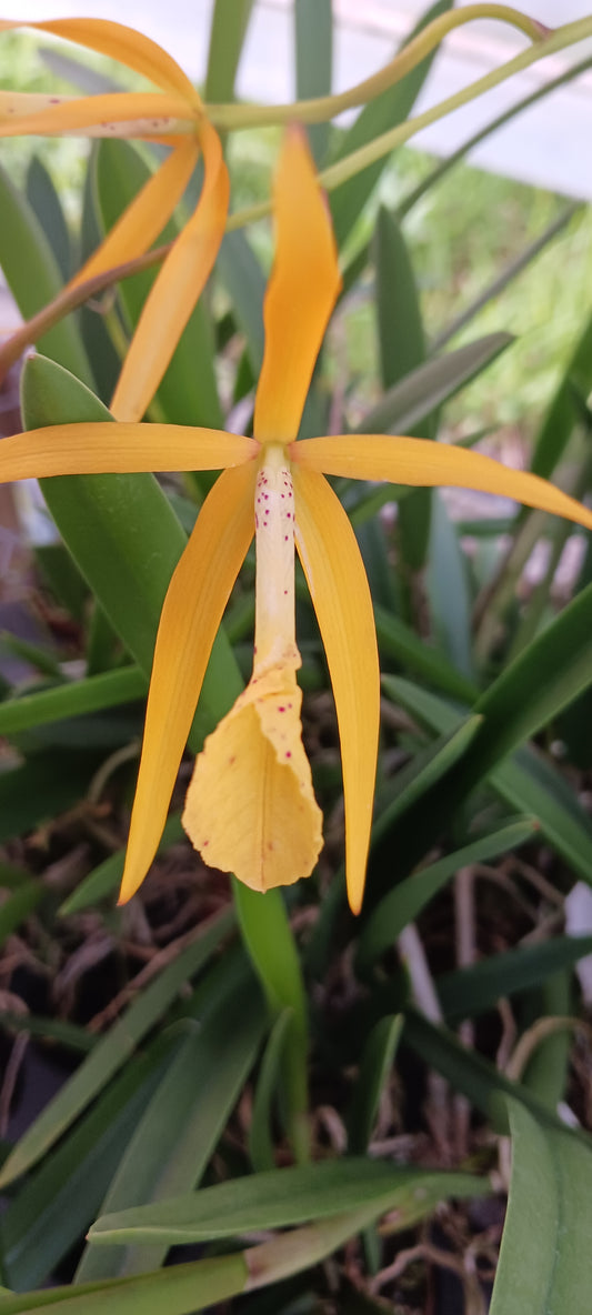 Free Orchid with Merchandise Purchase Cattleya L cinnabariana x angereri x B nodosa with required purchase of Non-Plant Merchandise