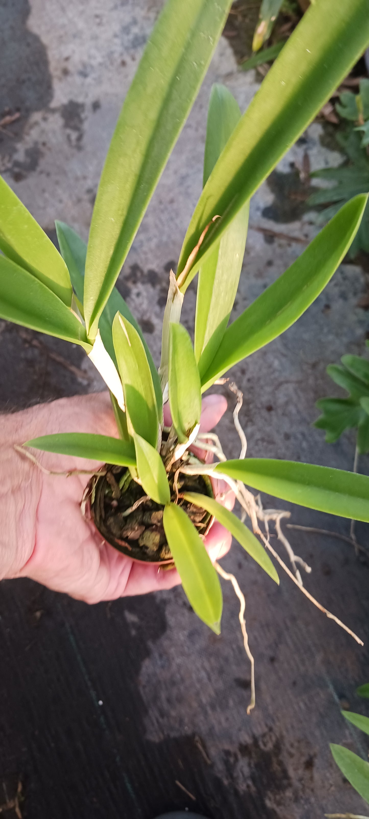 Free Orchid with Non-Plant Merchandise Purchase Cattleya Bsn Maikai x Gur Bowringiana x B nodosa Mad Happenings Tropical Plant