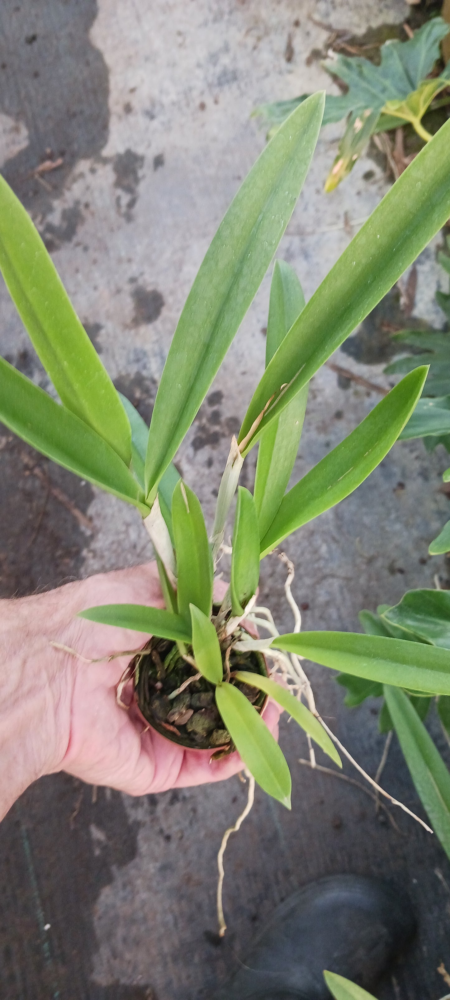 Free Orchid with Non-Plant Merchandise Purchase Cattleya Bsn Maikai x Gur Bowringiana x B nodosa Mad Happenings Tropical Plant