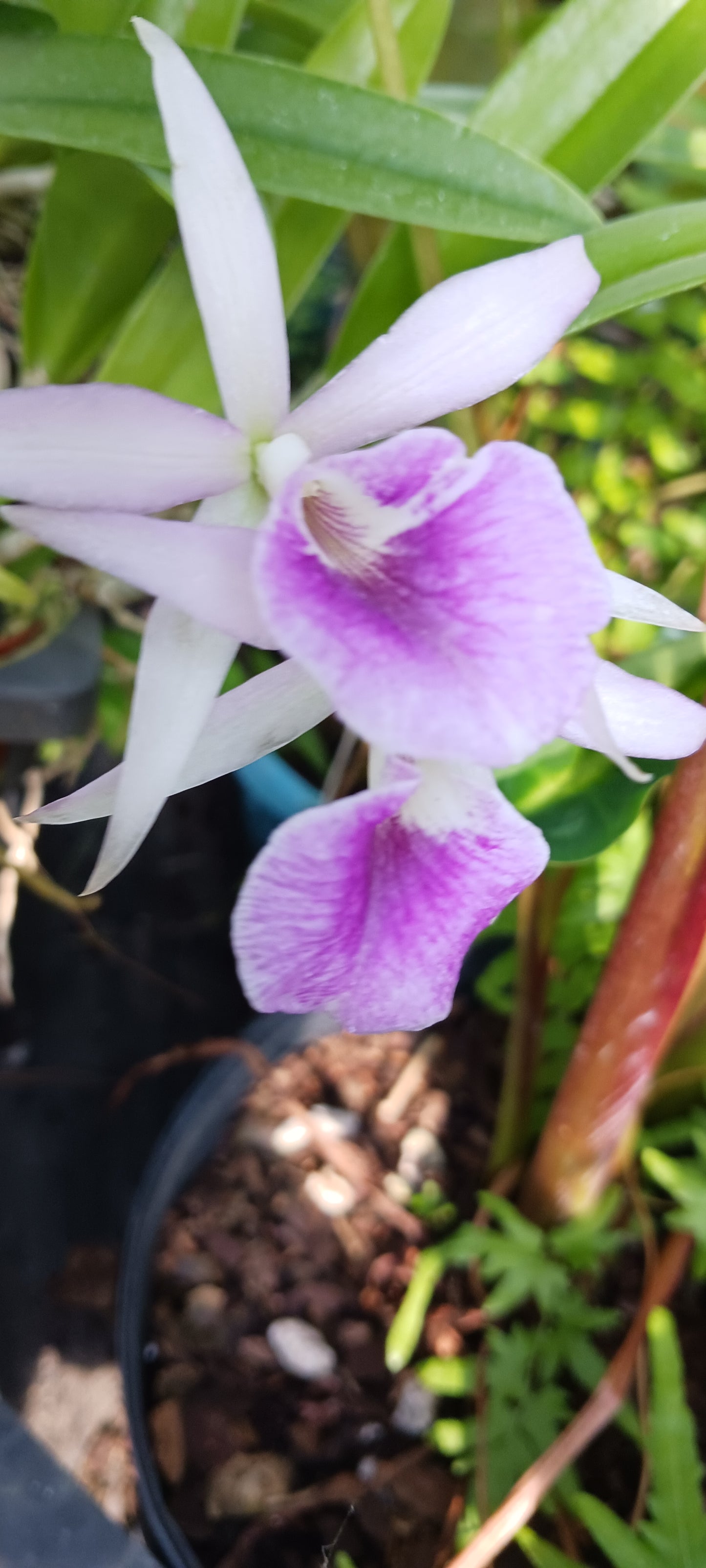 Orchid Cattleya Bsn Maikai x Gur Bowringiana x B nodosa Mad Happenings Tropical Plant 4" pot
