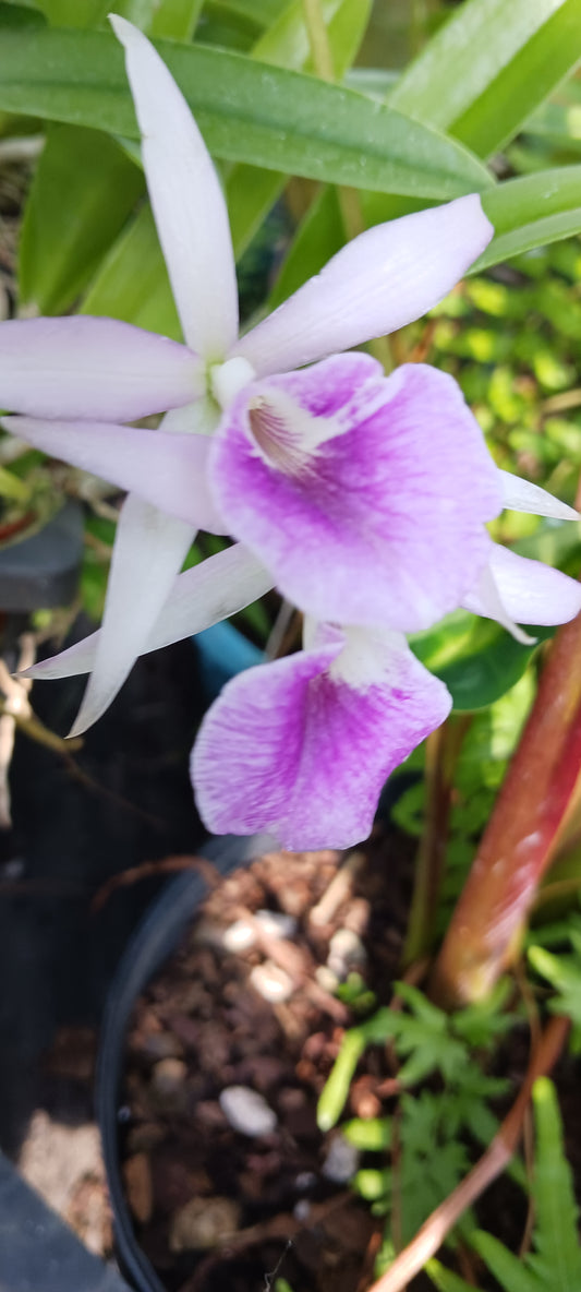 Free Orchid with Non-Plant Merchandise Purchase Cattleya Bsn Maikai x Gur Bowringiana x B nodosa Mad Happenings Tropical Plant