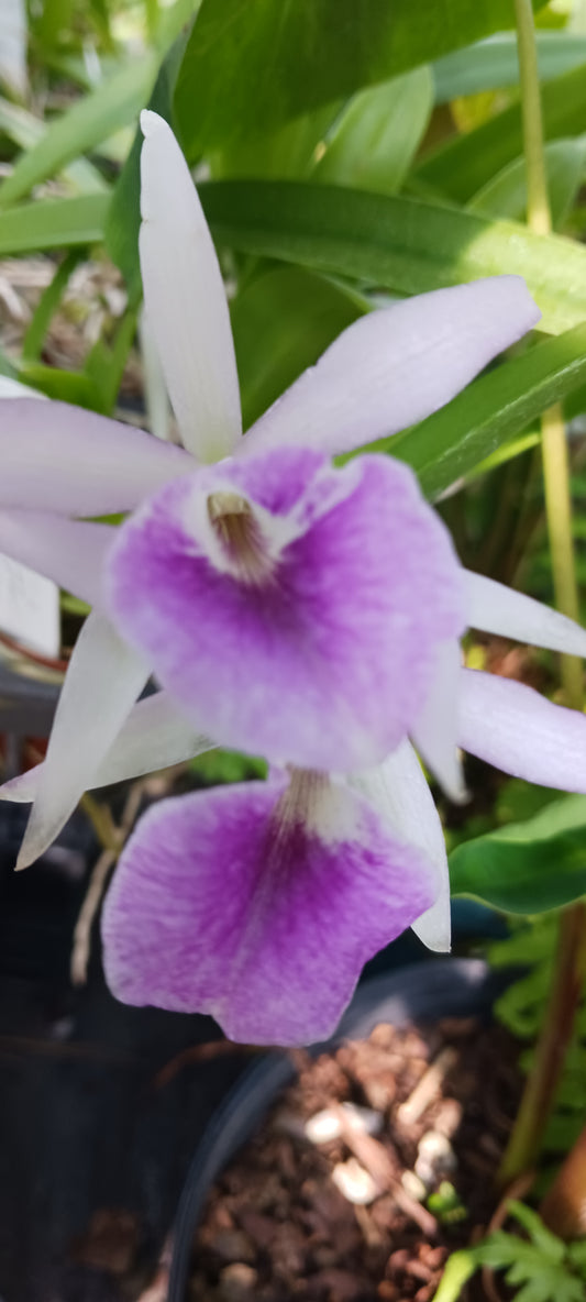 Orchid Cattleya Bsn Maikai x Gur Bowringiana x B nodosa Mad Happenings Tropical Plant 4" pot