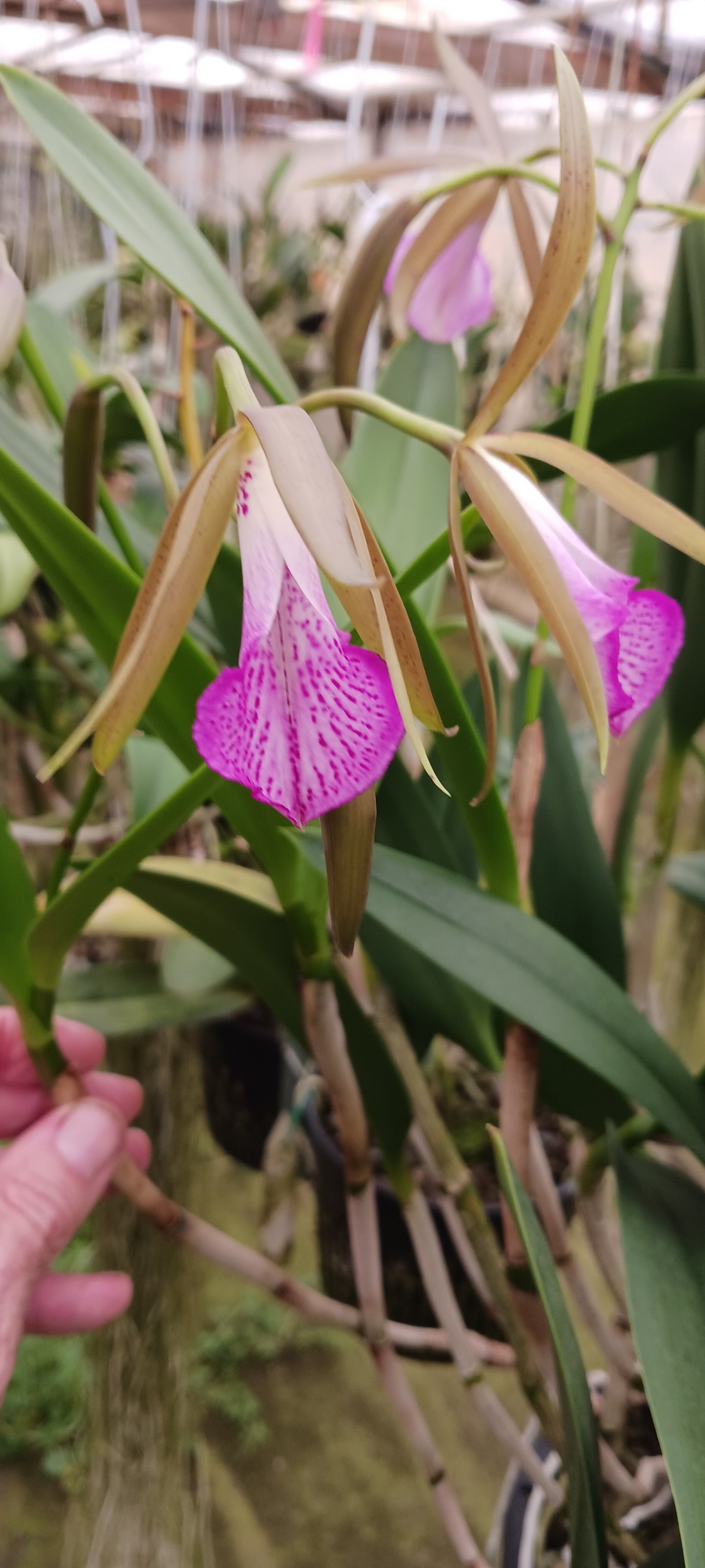 Cattleya Brassavola C leopoldi x B nodosa, Tigrinodosa