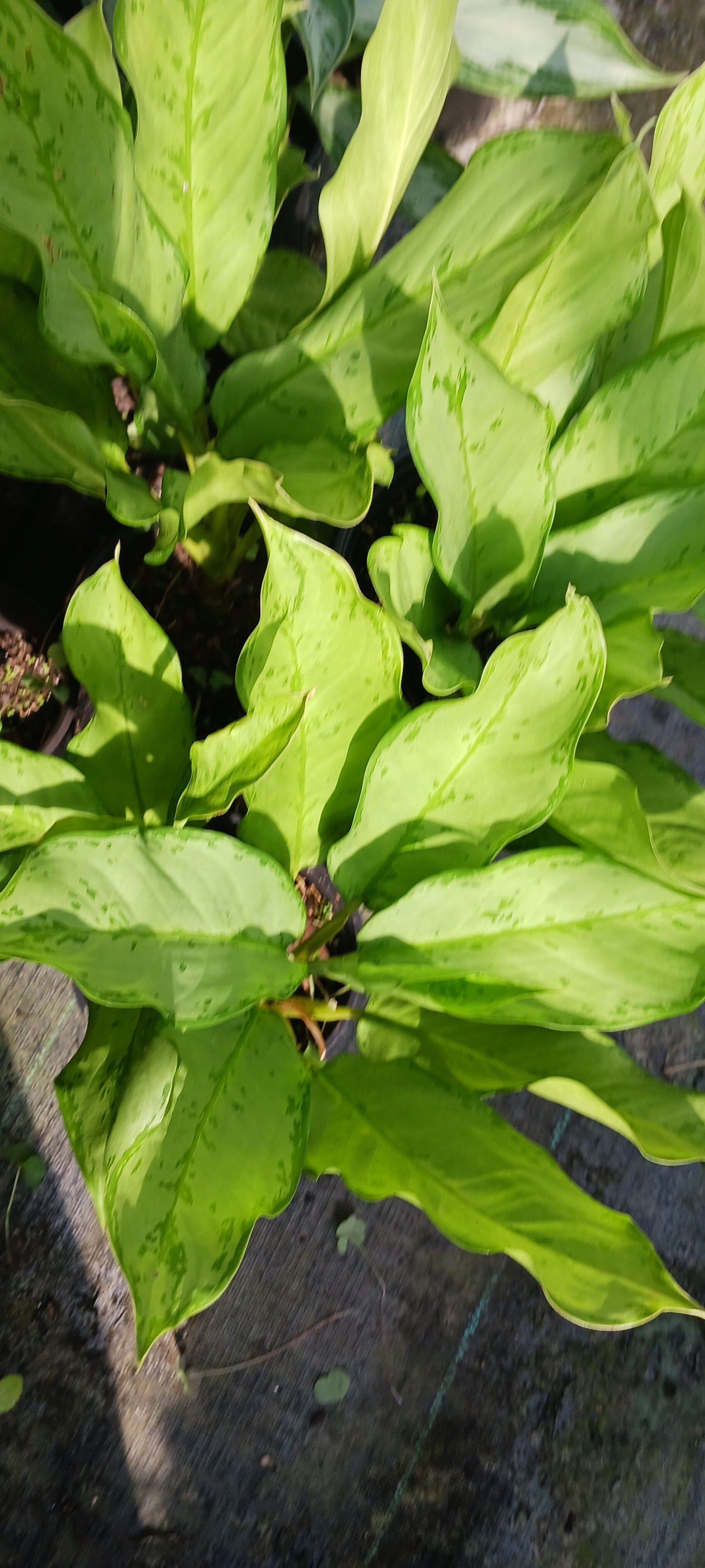 Aglaonemis Silver Bay Large Leaf Tropical Plant