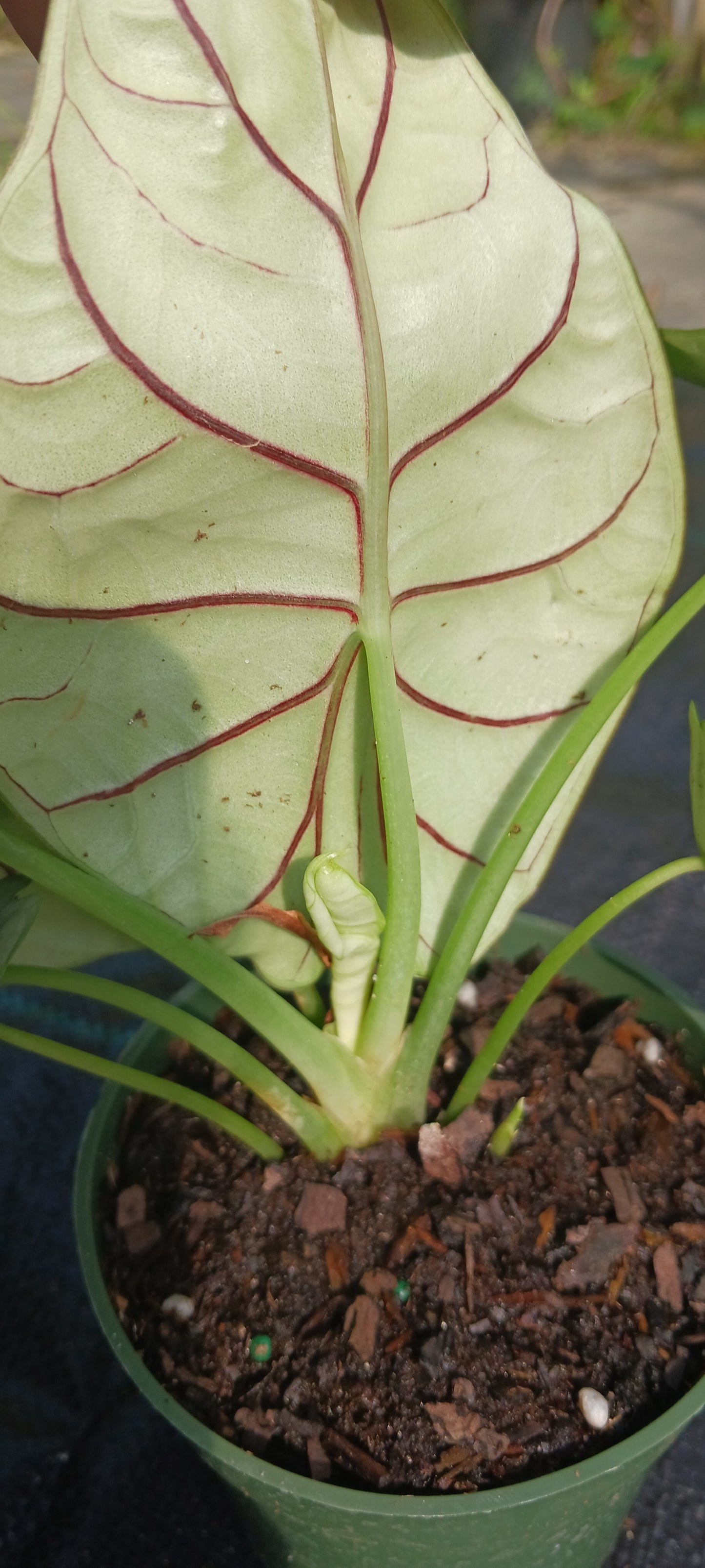 Alocasia Silver Dragon Elephant Ear Tropical Plant