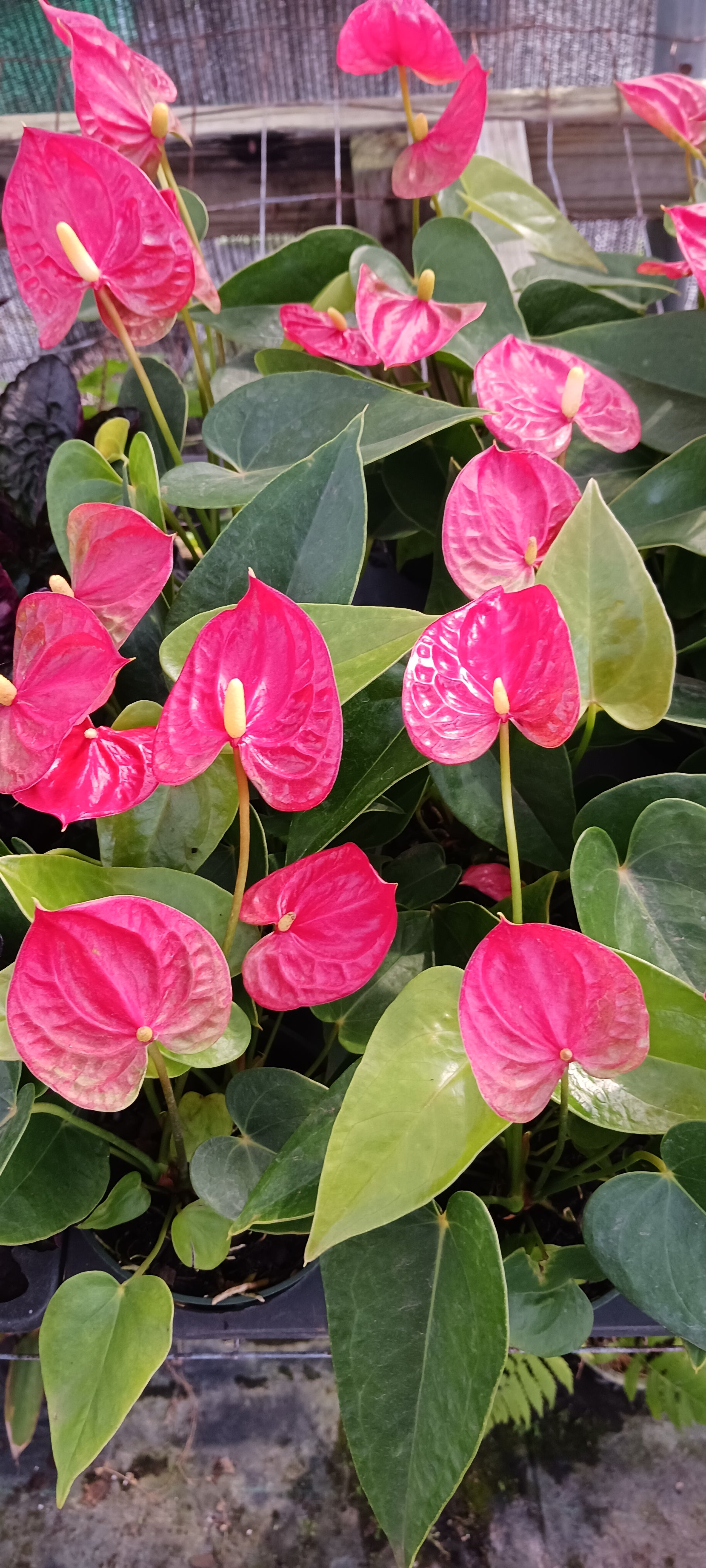anthurium tropical flower Anthurium Jambo Red Tropical Plant