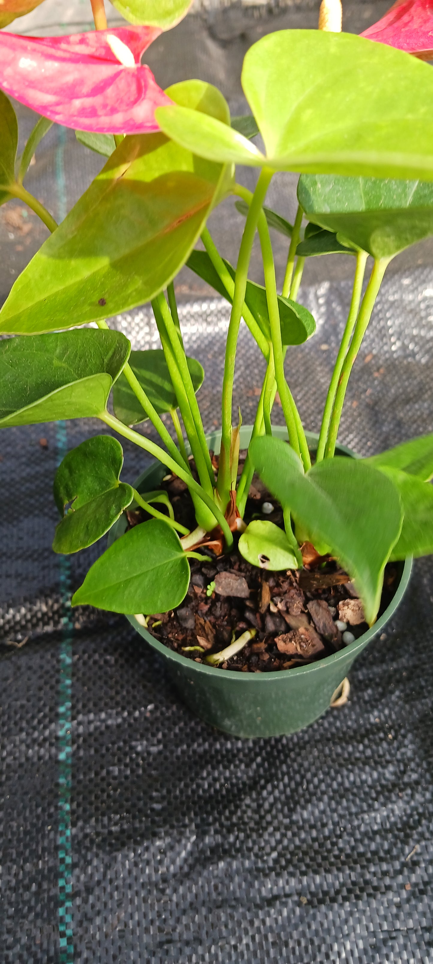 Anthurium Jambo Red Tropical Plant