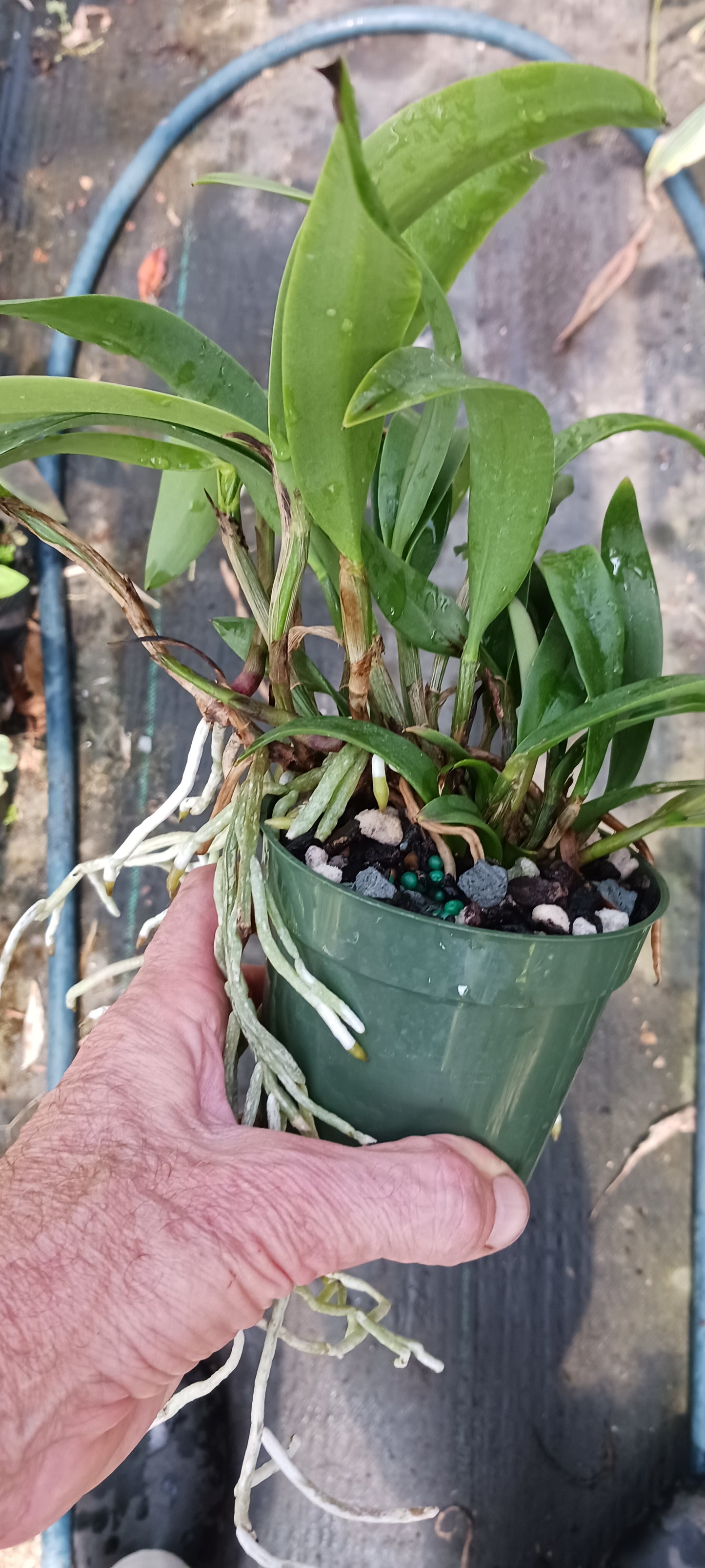 Cattleya B nodosa x C (Cherry Suisse x aclandiae) in 4 inch pot