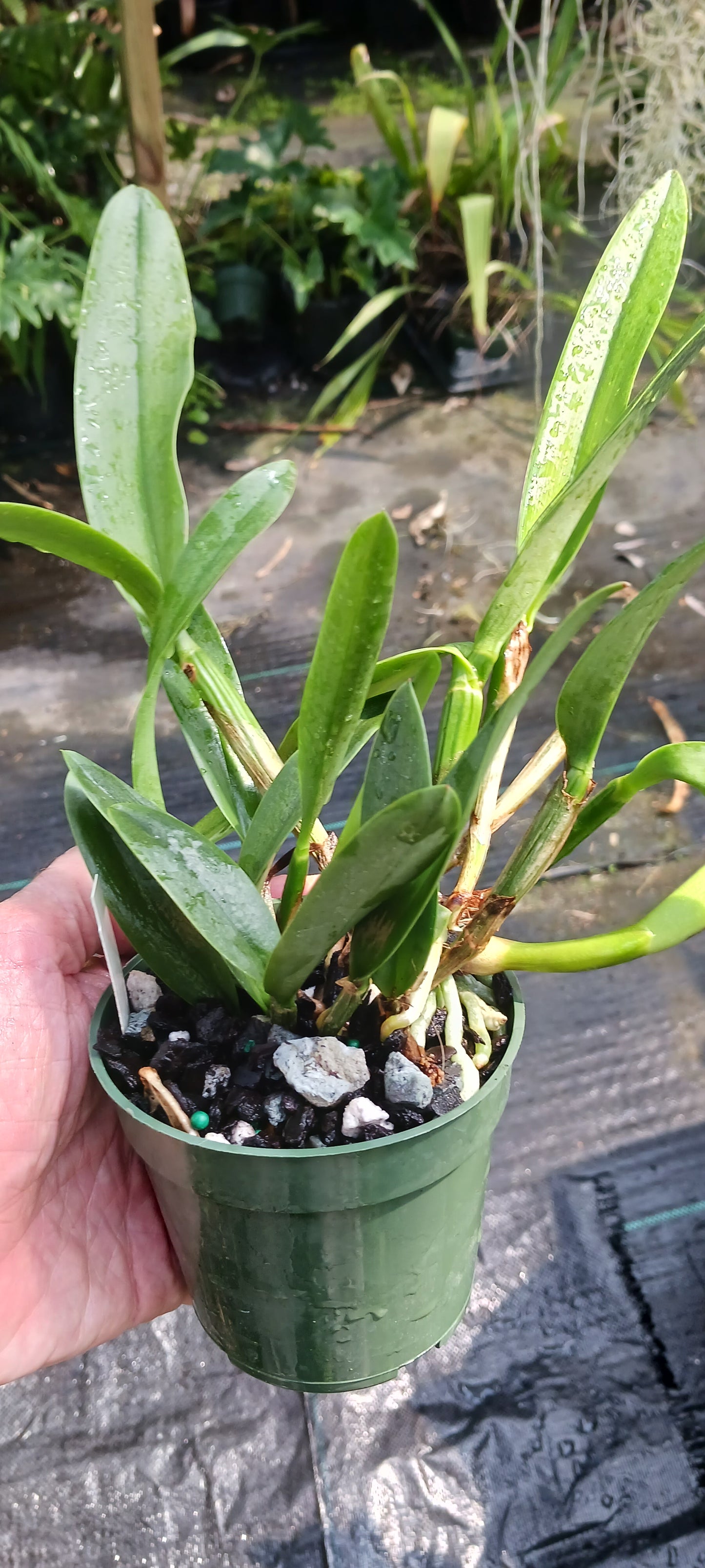 Cattleya Chz. Hsinying Naranja in 4 inch pot