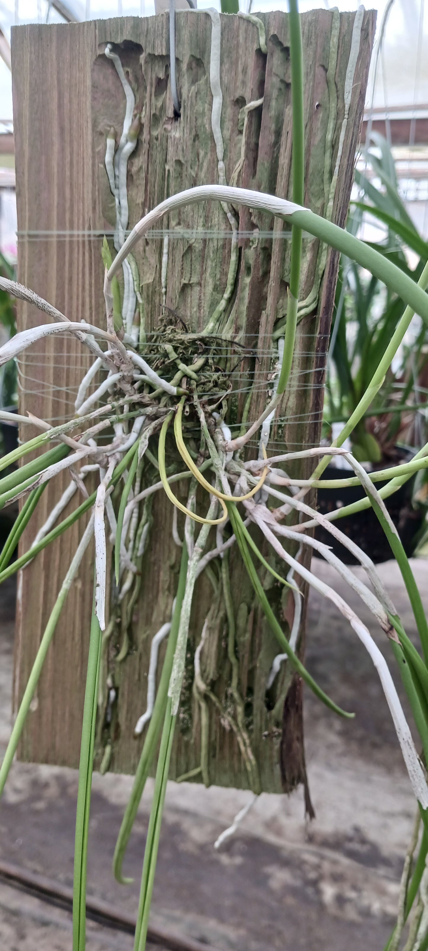 Cattleya Brassavola B flagellaris Mounted and in 4" pots