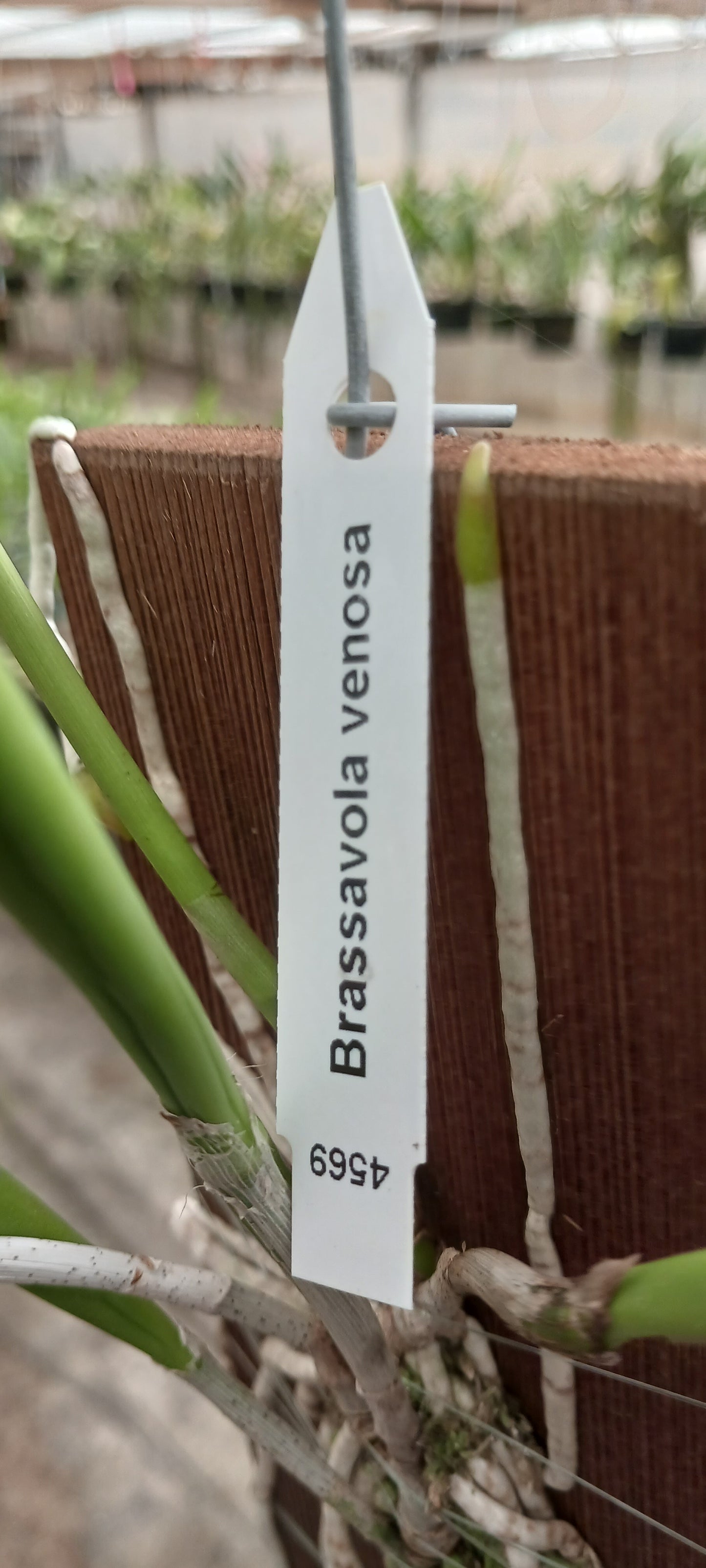 Cattleya Brassavola venosa mounted Tropical Plant