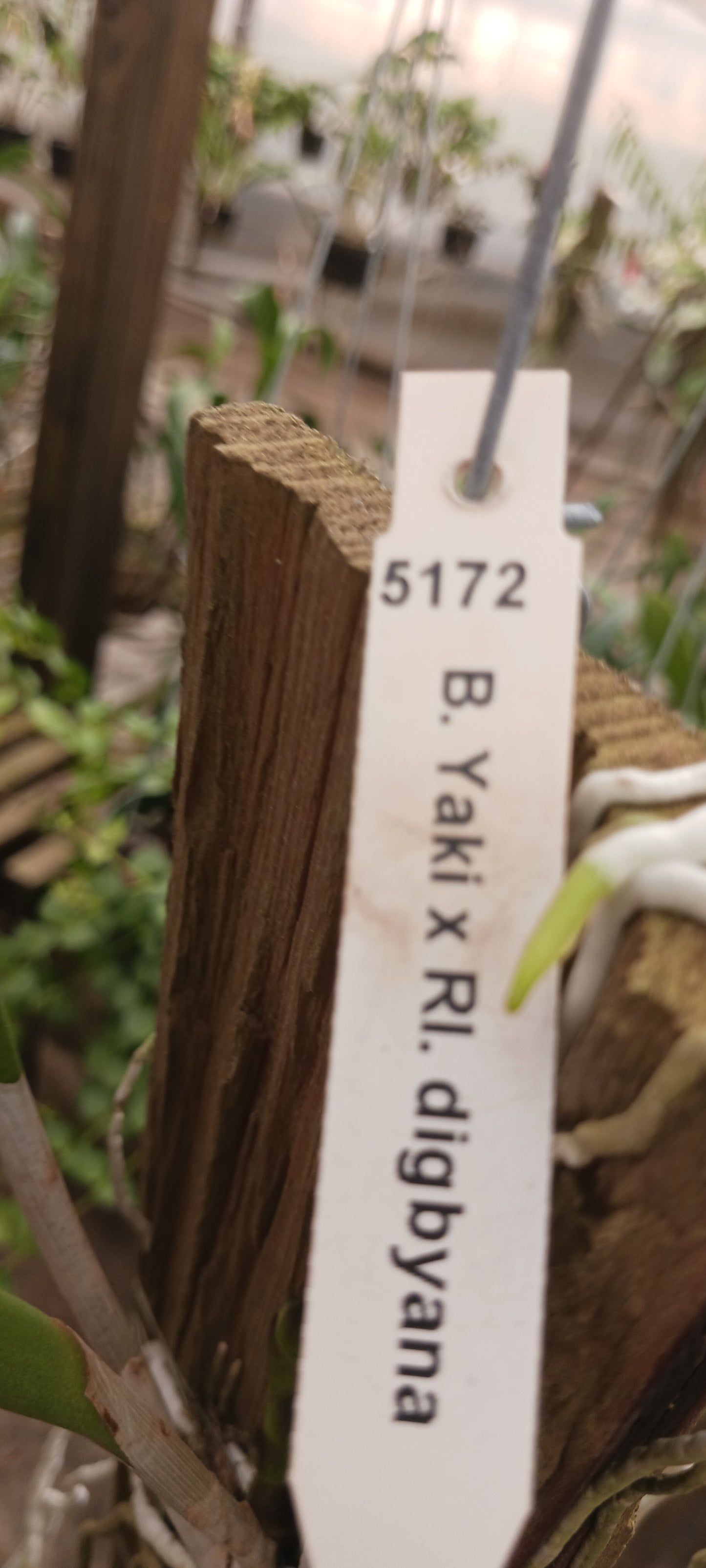 Cattleya Brassavola Yaki x Rl digbyana mounted Tropical Plant