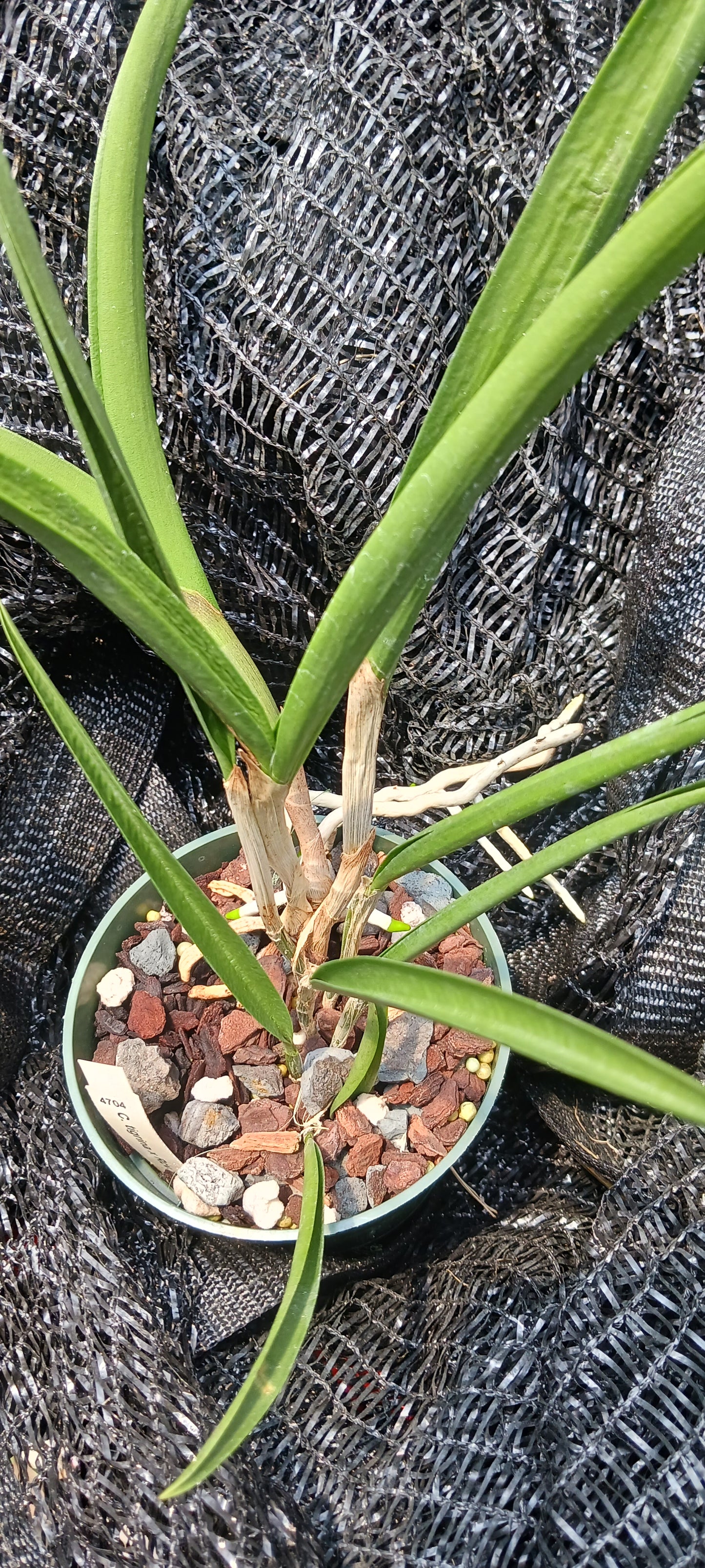 Cattleya C Triginodosa x Rcv David Sanders in 4 inch pot