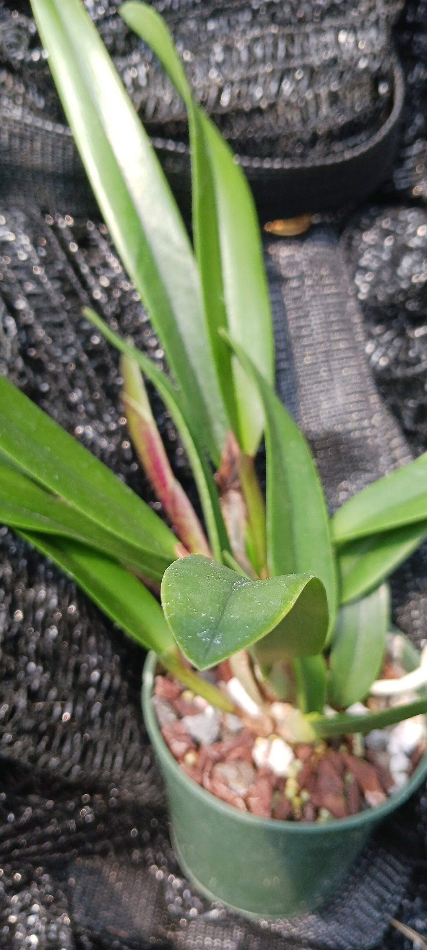 Cattleya RLC Helen in 4 inch pot Bulk Wholesale Pack