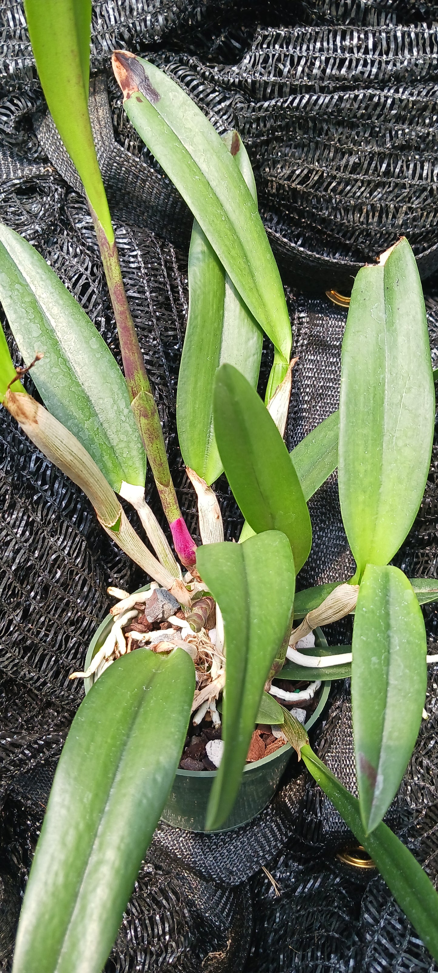 Orchid Cattleya Rcv Jimminey Cricket Raingreen's Super x C Heathii 4 inch pots