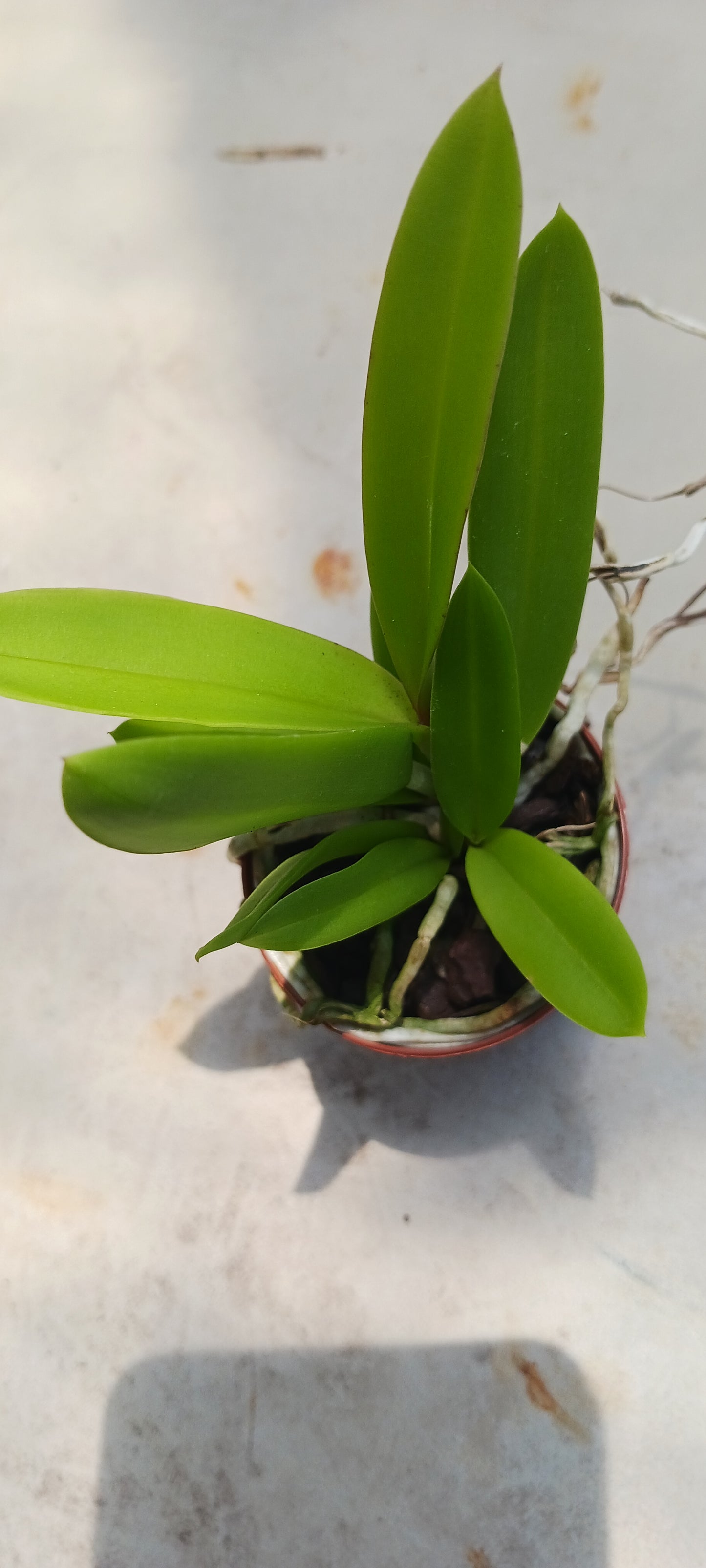 Cattleya Bc Mary Dodson in 2 inch pot