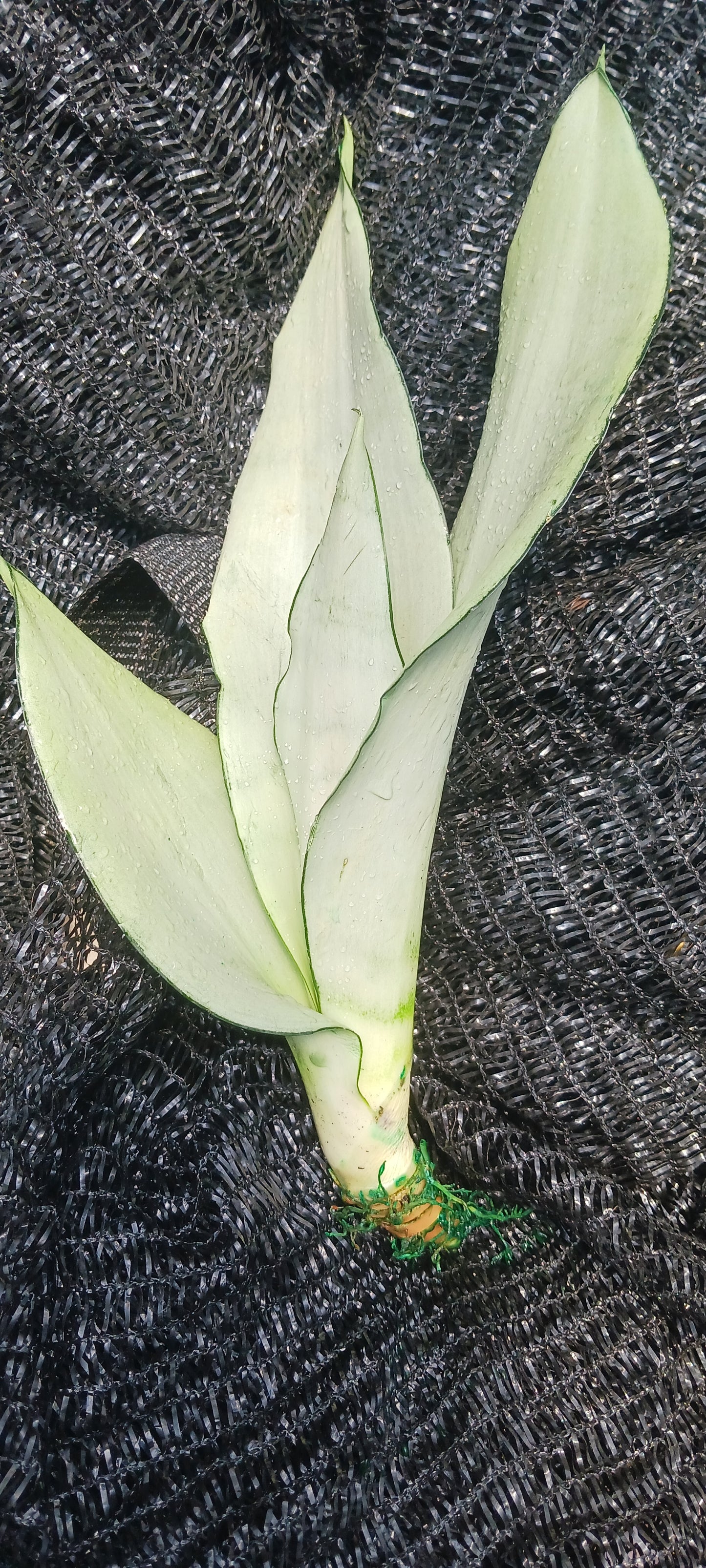 Sansevieria Superba futura Moonshine Snake plant Bulk Wholesale