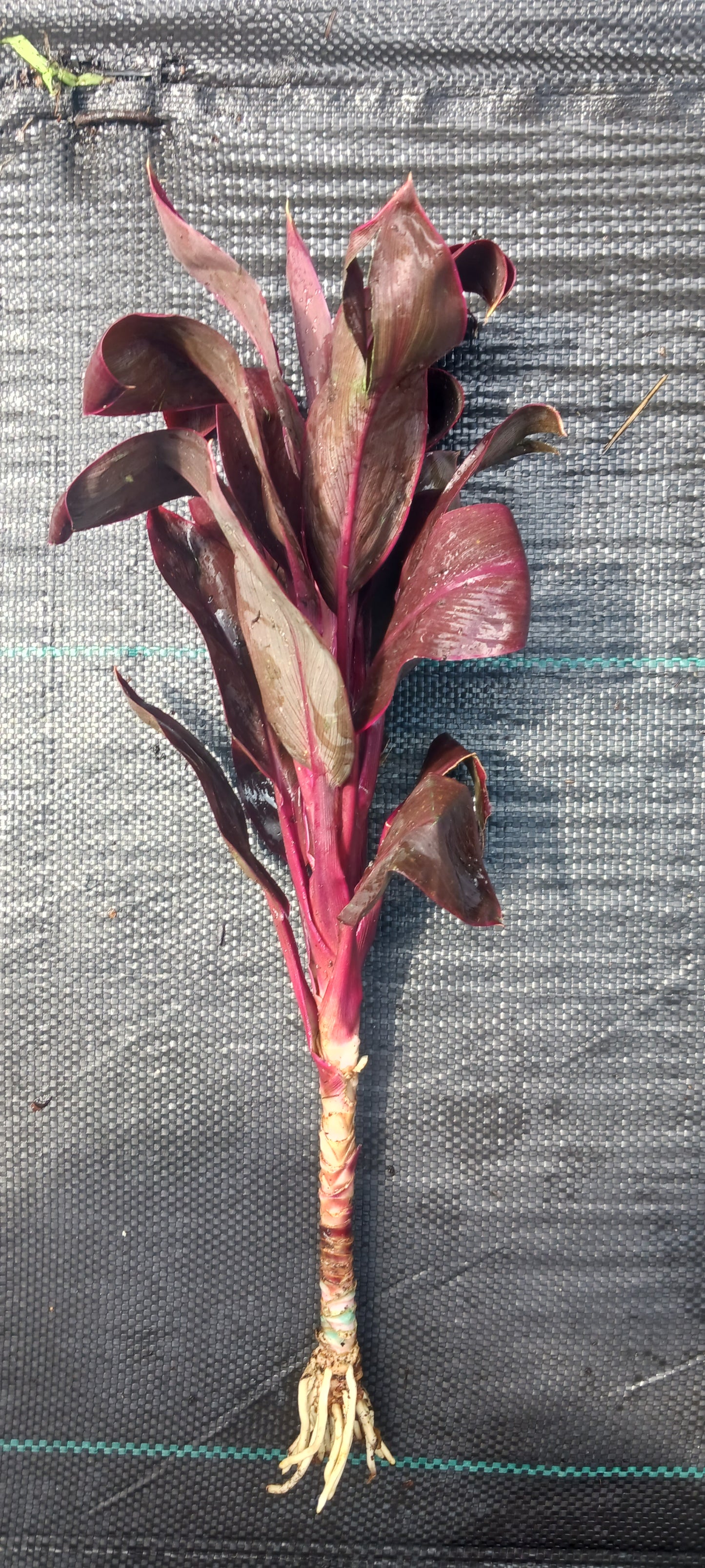 Ti Plant Cordyline fruticosa Roly Bulk Wholesale