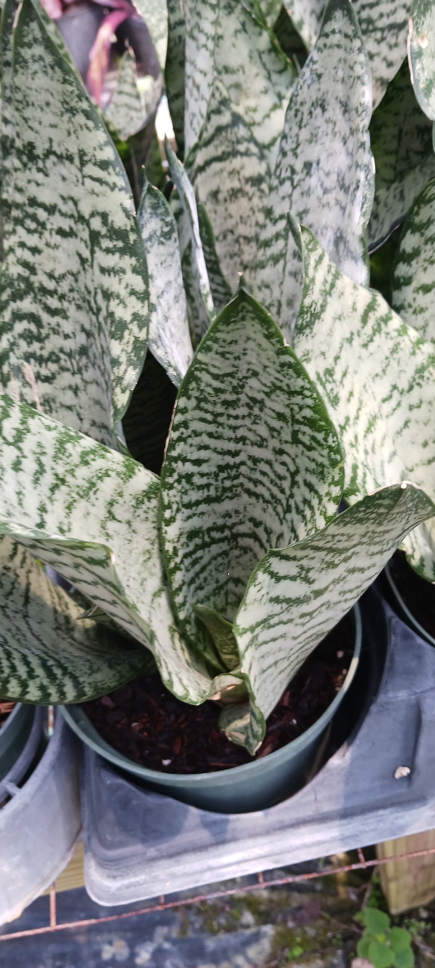 Sansevieria Superba futura Zeylancia Robusta Bulk Wholesale Packs