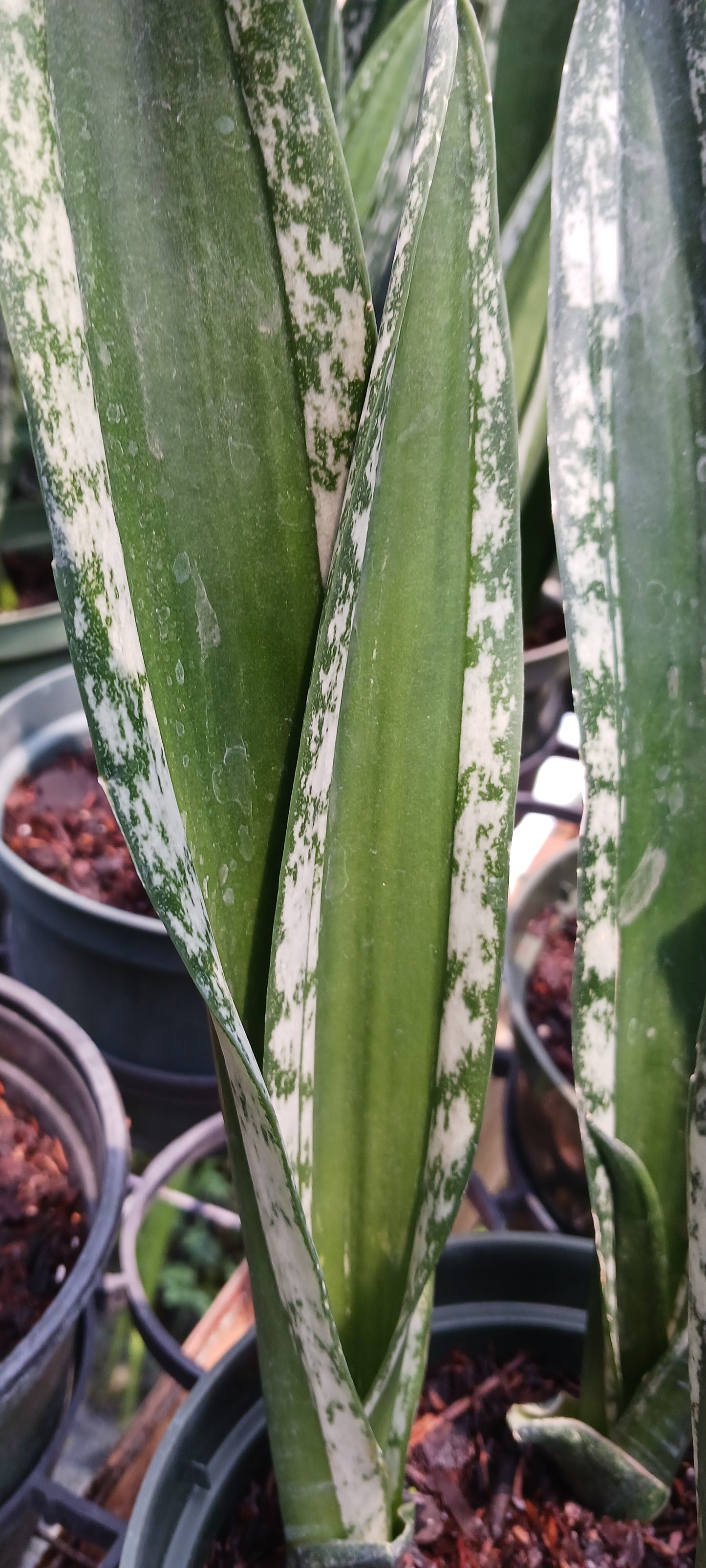 Sansevieria trifasciata Crystal Flame Madagascar Africa Succulent