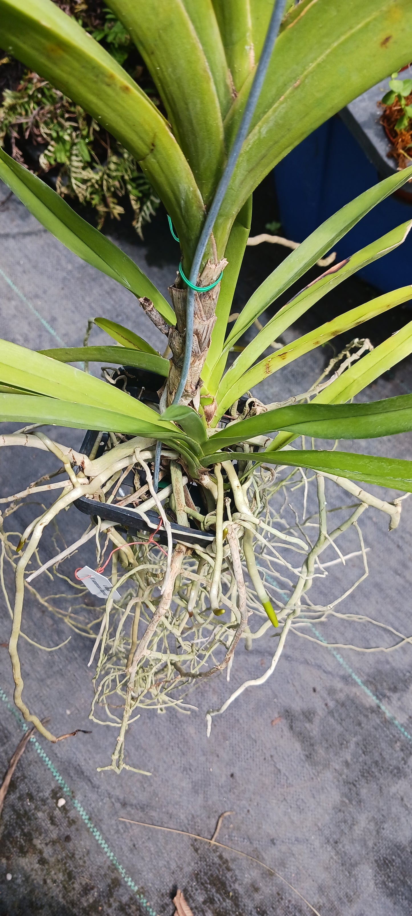 Price Reduced Orchid Vanda Manila Actual Plant (sanderiana x luzonic)