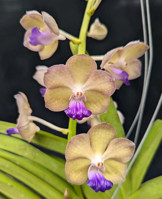 Vanda Pon Washinton 701