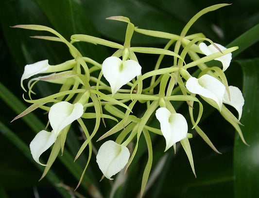 Orchid Fragrant Cattleya Brassavola cordata aka subufolia 2" Pot