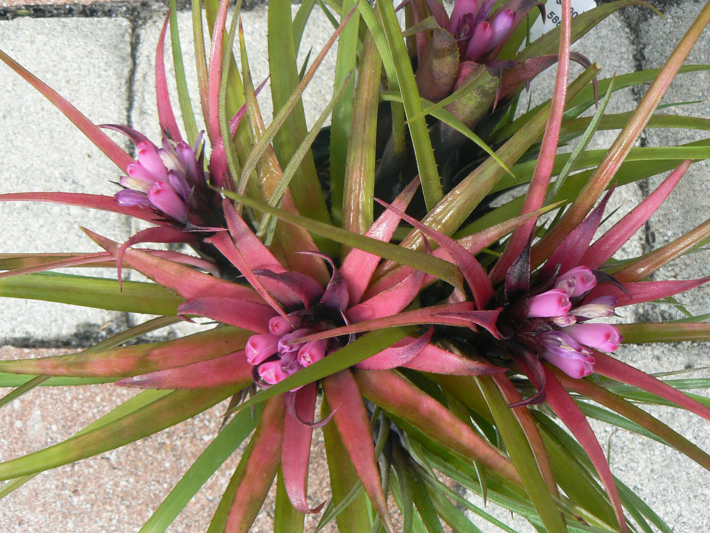 Bromeliad 4 pack of mixed types of Bromeliad