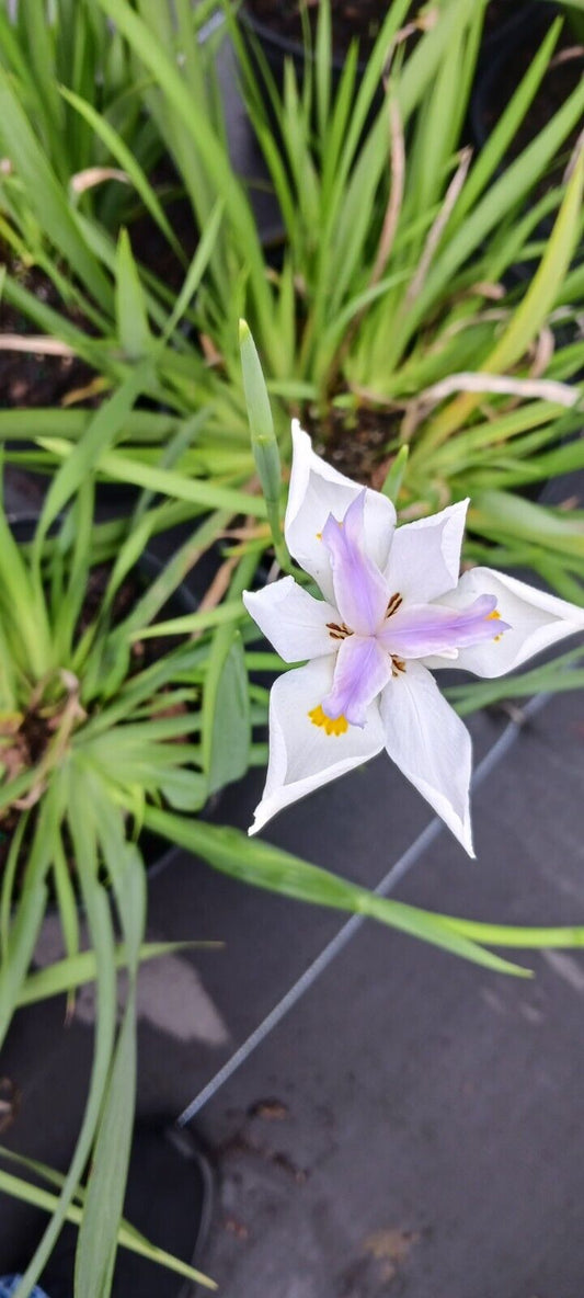 African Iris Dietes iridioides