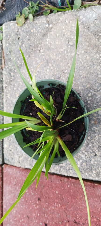 African Iris Dietes iridioides