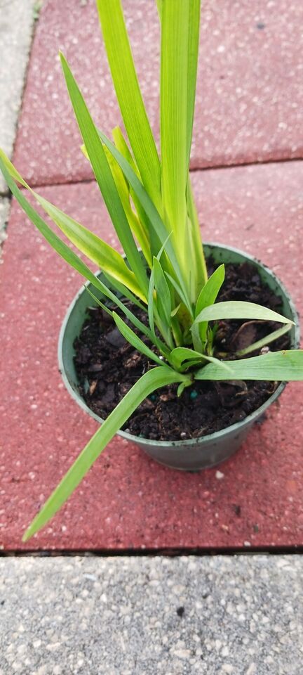 African Iris Dietes iridioides