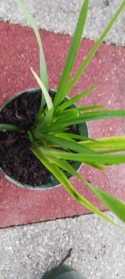 African Iris Dietes iridioides